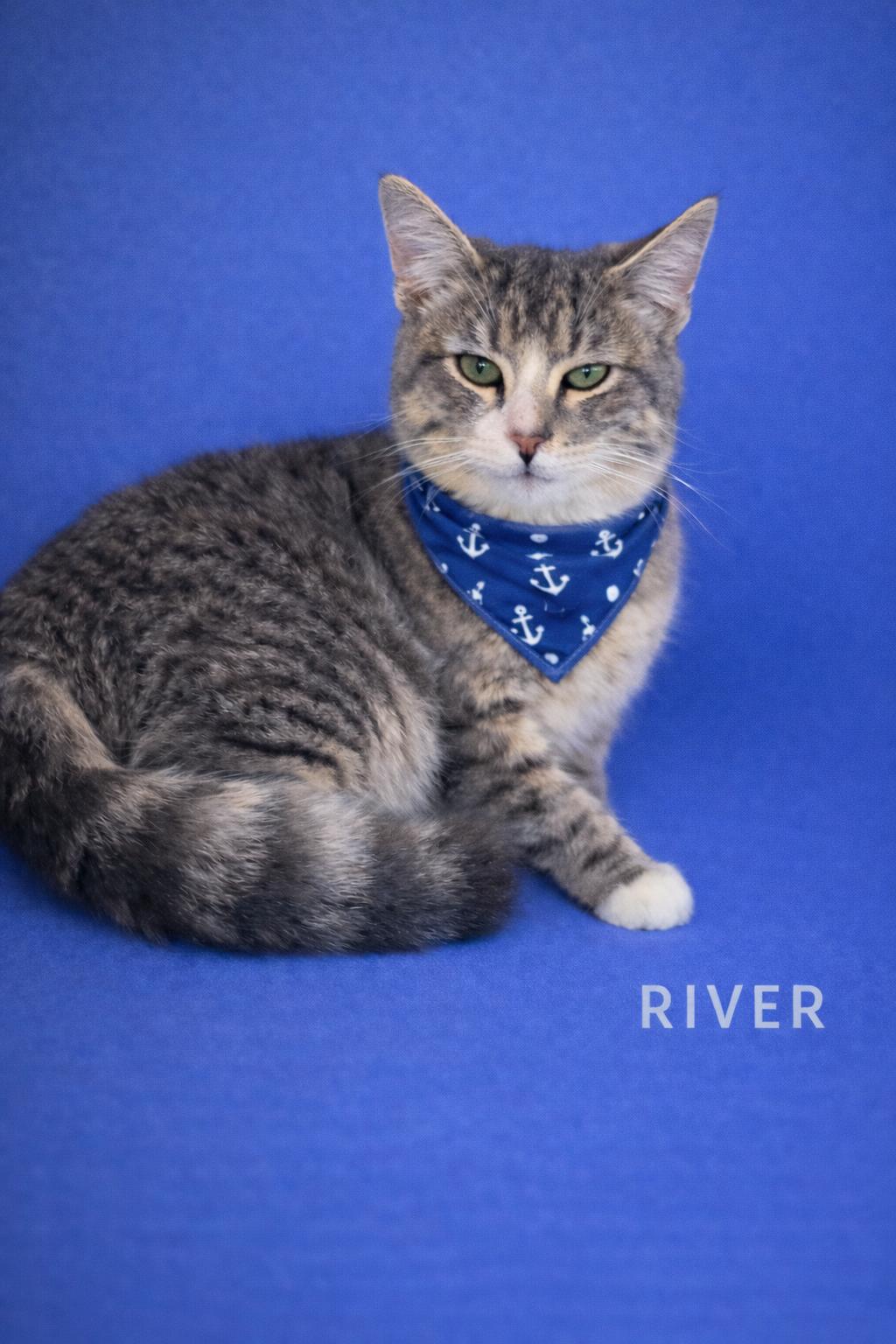 River, adopted, Adult Male Domestic Medium Hair.