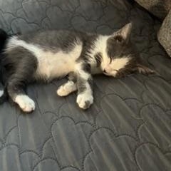 Edward, an adopted Domestic Short Hair in Pinole, CA image 2/4