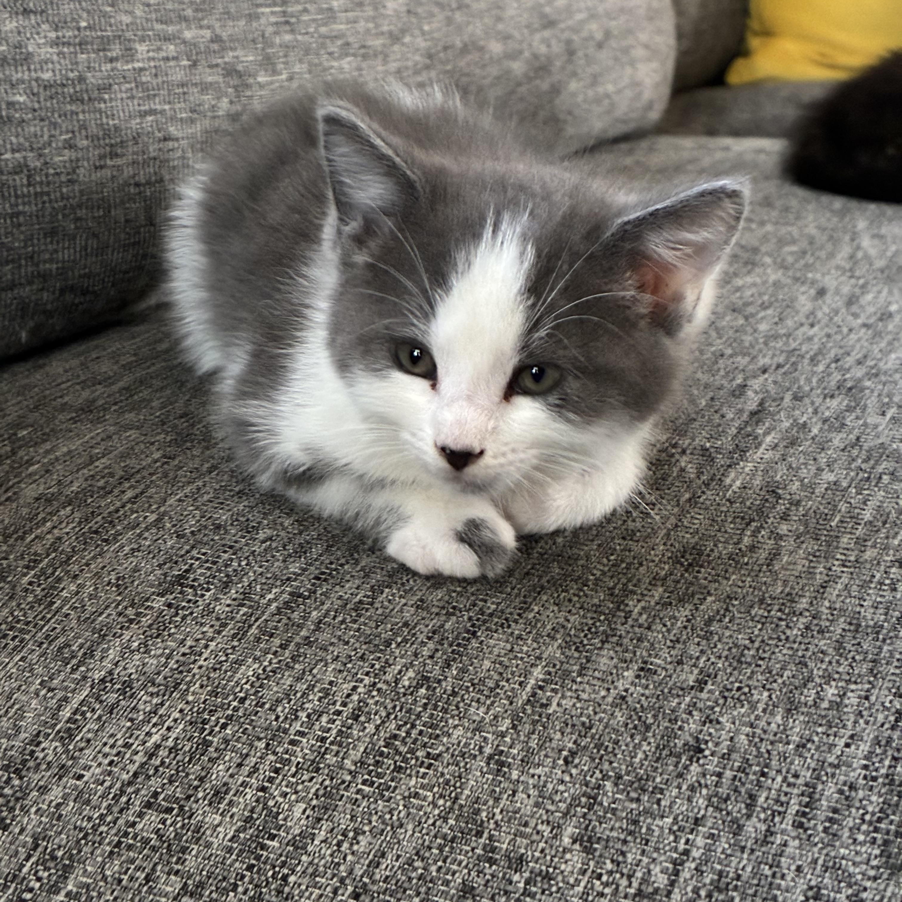 Edward, adopted, Kitten Male Domestic Short Hair.