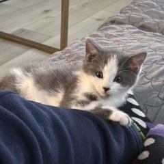 Edward, an adopted Domestic Short Hair in Pinole, CA image 4/4