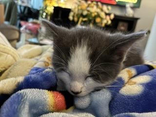 Edward, an adopted Domestic Short Hair in Pinole, CA image 3/4