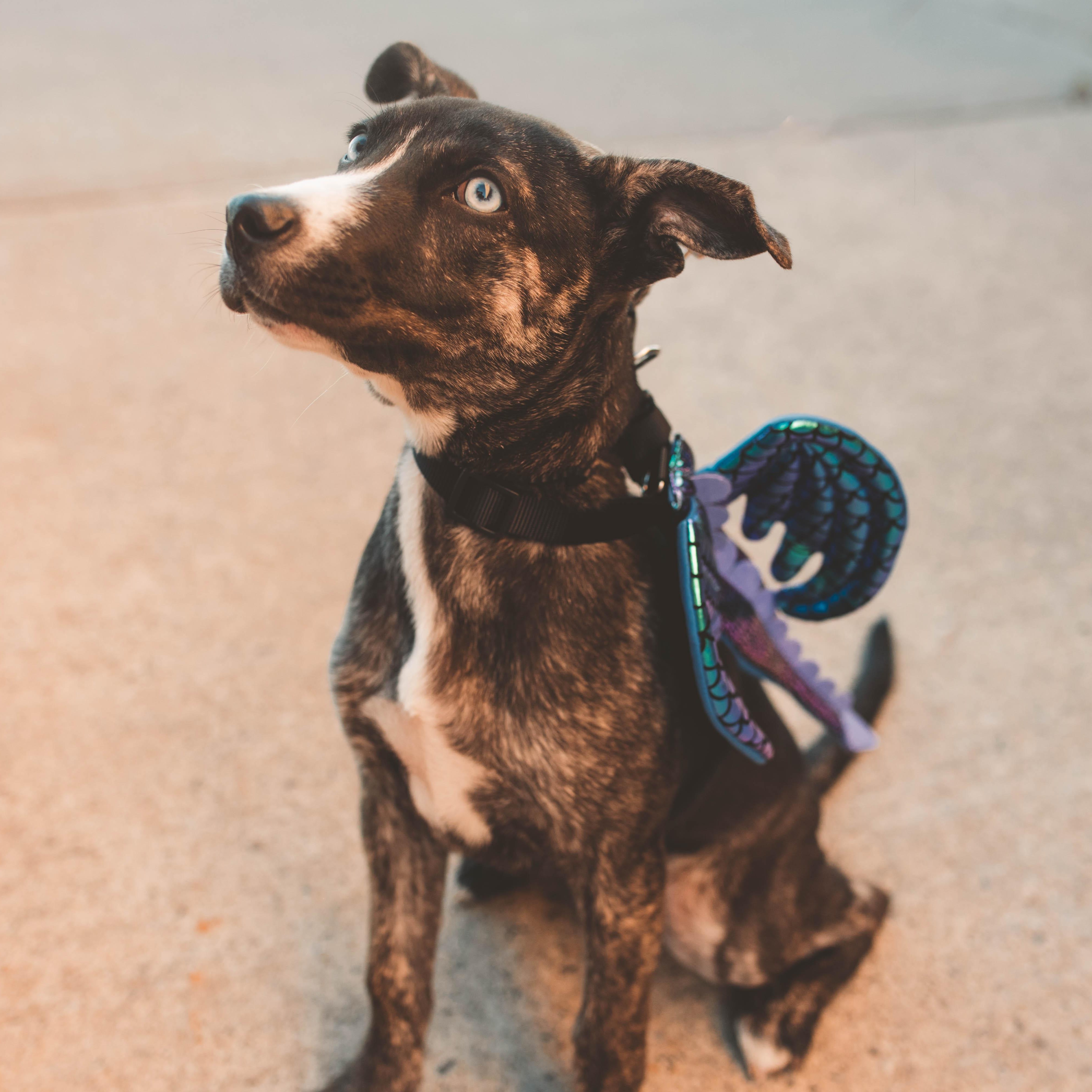 Pickle Pockets, a Adoptable mixed breed in Scarborough, ON image 2/6