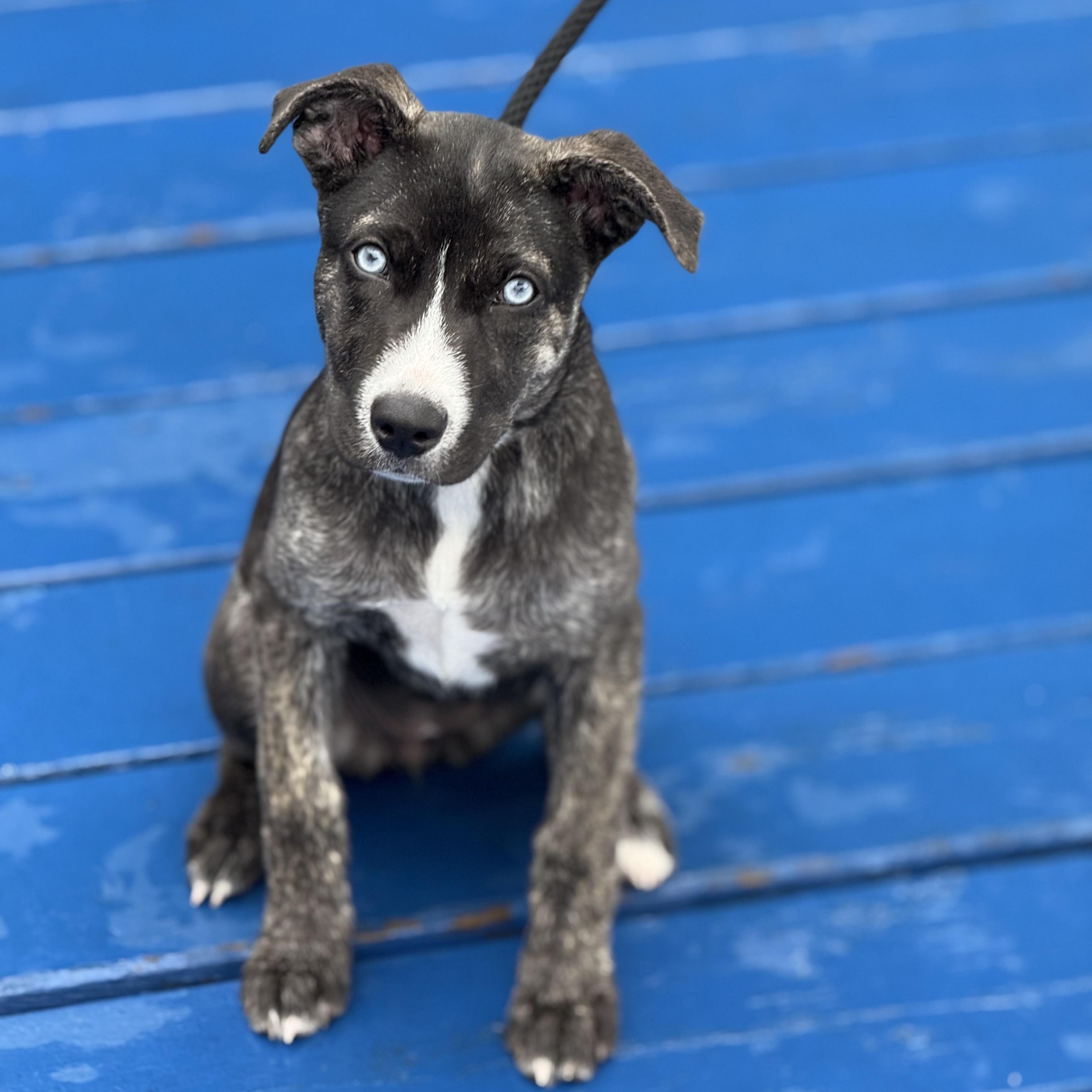 Pickle Pockets, a Adoptable mixed breed in Scarborough, ON image 4/6
