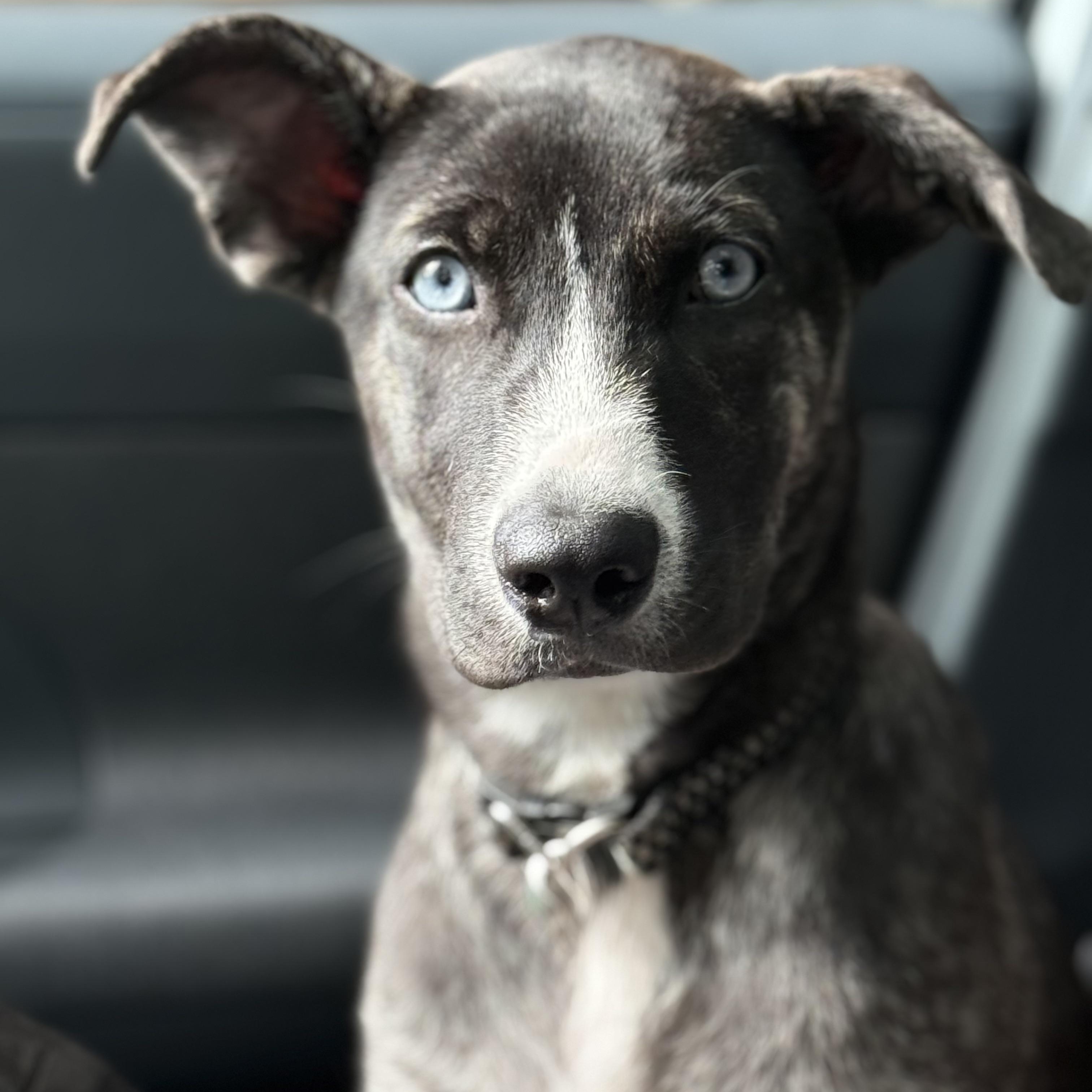 Pickle Pockets, Adoptable, Puppy Female Siberian Husky & Shar-Pei.