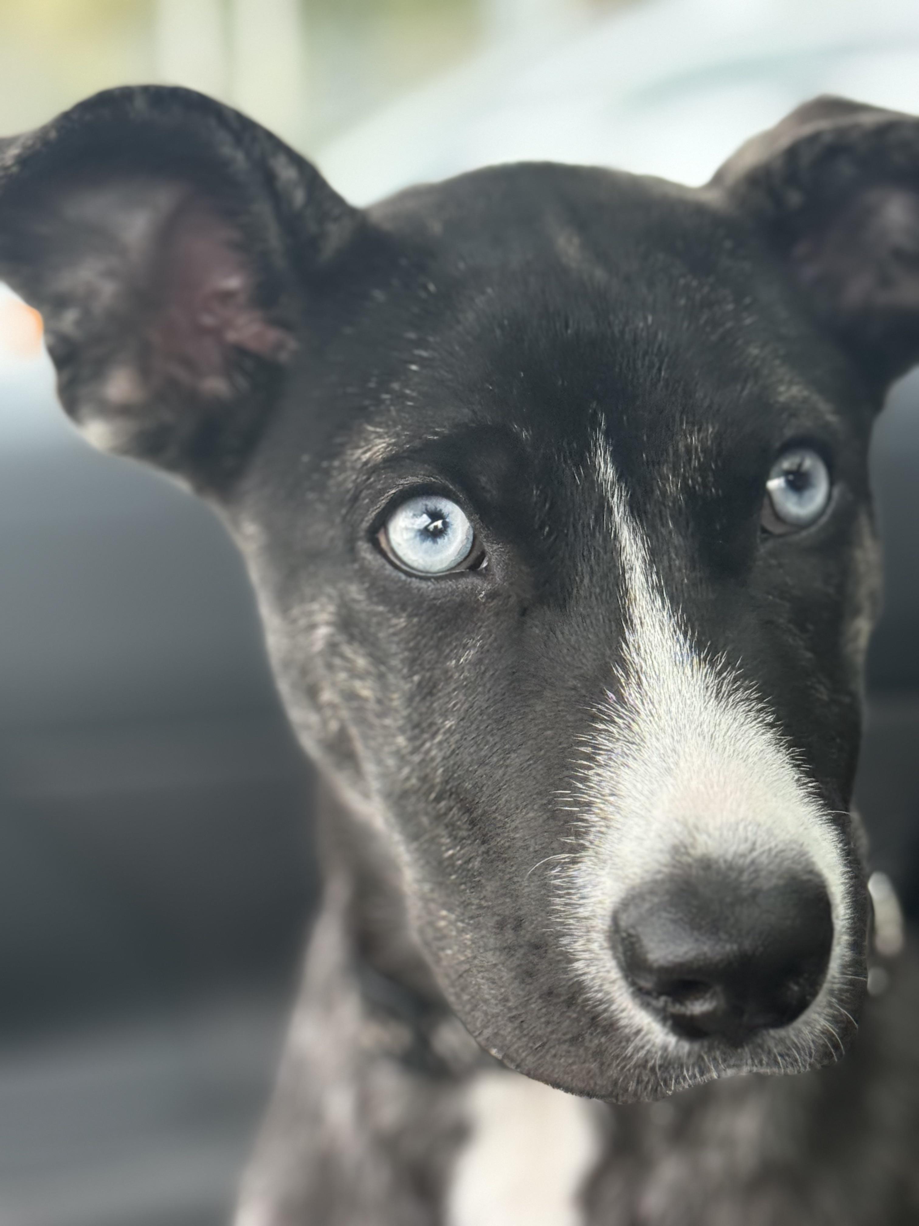 Pickle Pockets, a Adoptable mixed breed in Scarborough, ON image 5/6