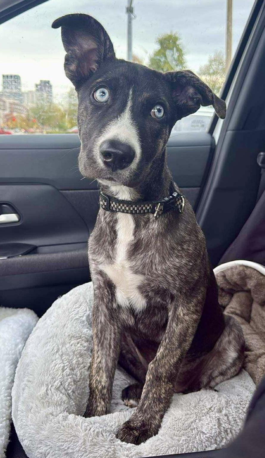 Pickle Pockets, a Adoptable mixed breed in Scarborough, ON image 3/6