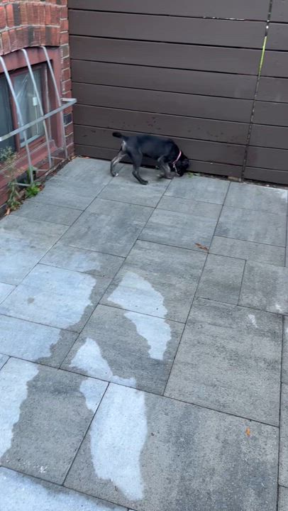 Enlarge Pickle Pockets, a Adoptable mixed breed in Scarborough, ON video 6/6