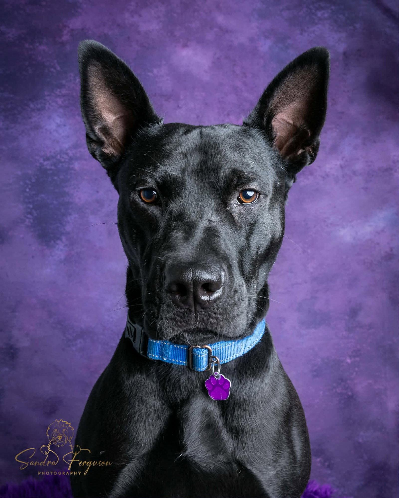 Dante, a Adoptable mixed breed in Munford, TN image 1/3
