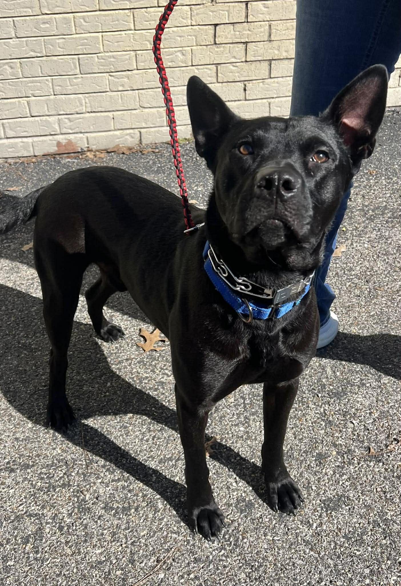 Dante, Adoptable, Young Male German Shepherd Dog & Pit Bull Terrier.