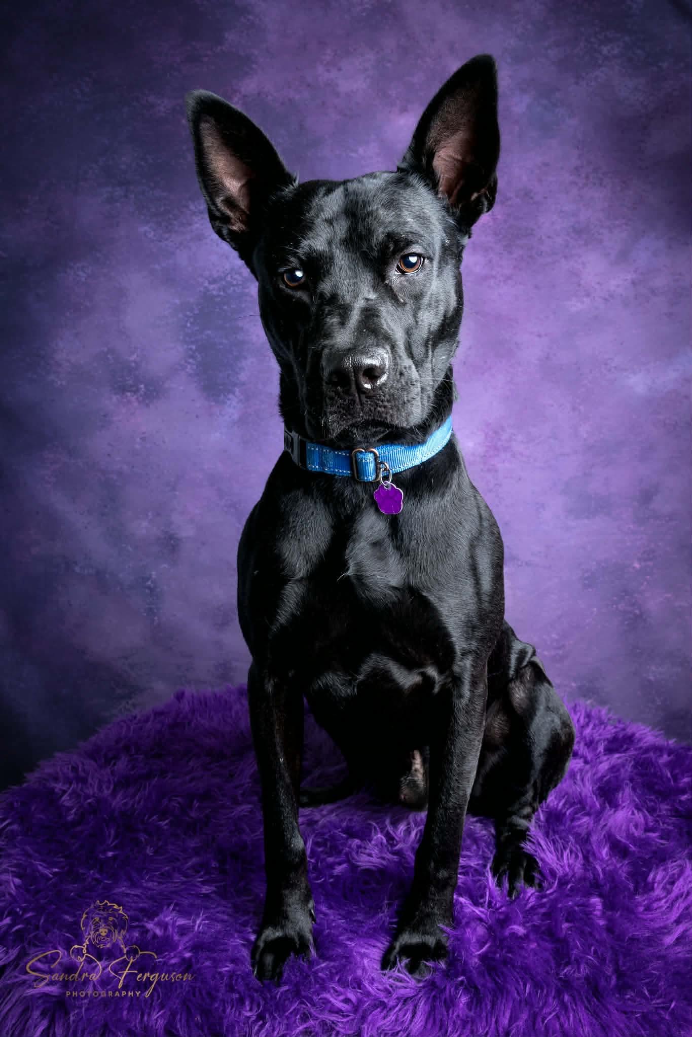 Dante, a Adoptable mixed breed in Munford, TN image 2/3