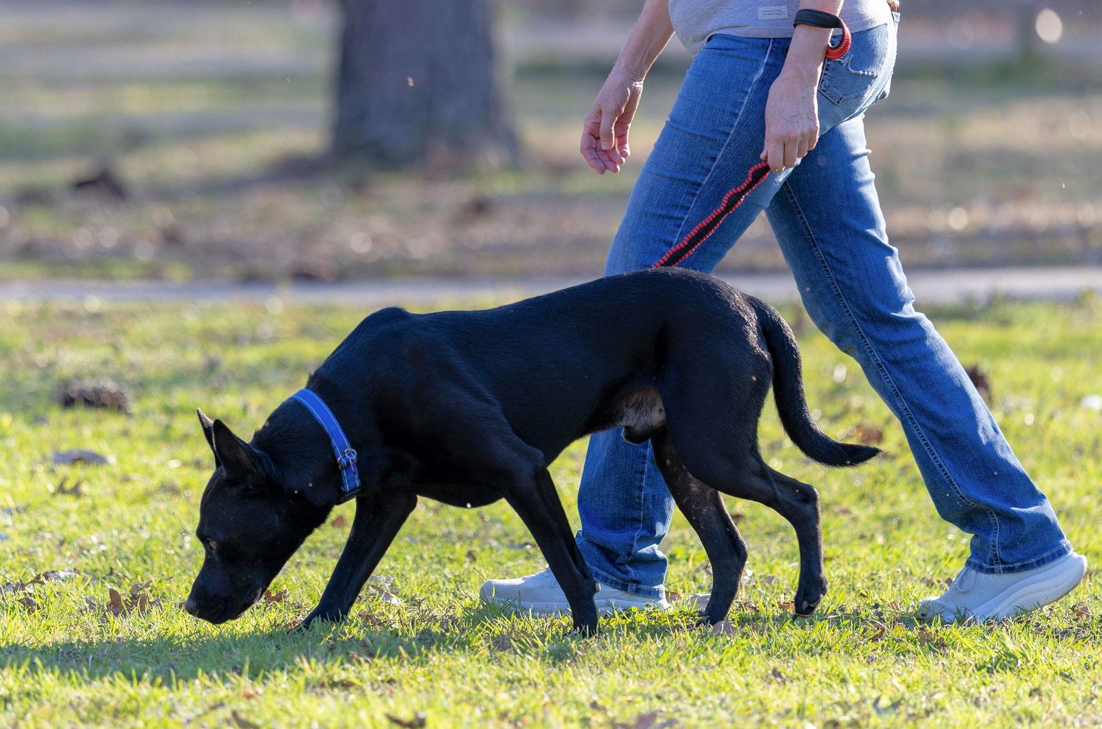 Dante, Adoptable, Young Male German Shepherd Dog & Pit Bull Terrier.