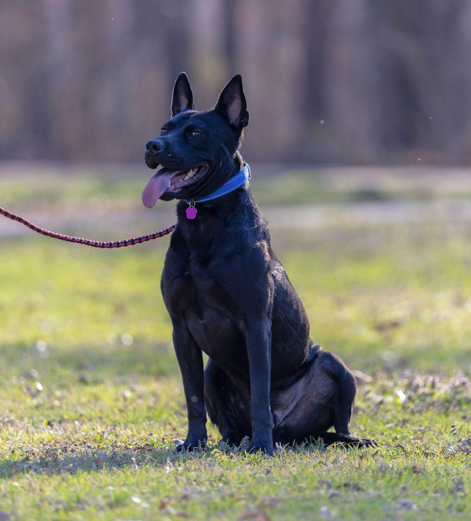 Enlarge Dante, a Adoptable mixed breed in Munford, TN image 2/3