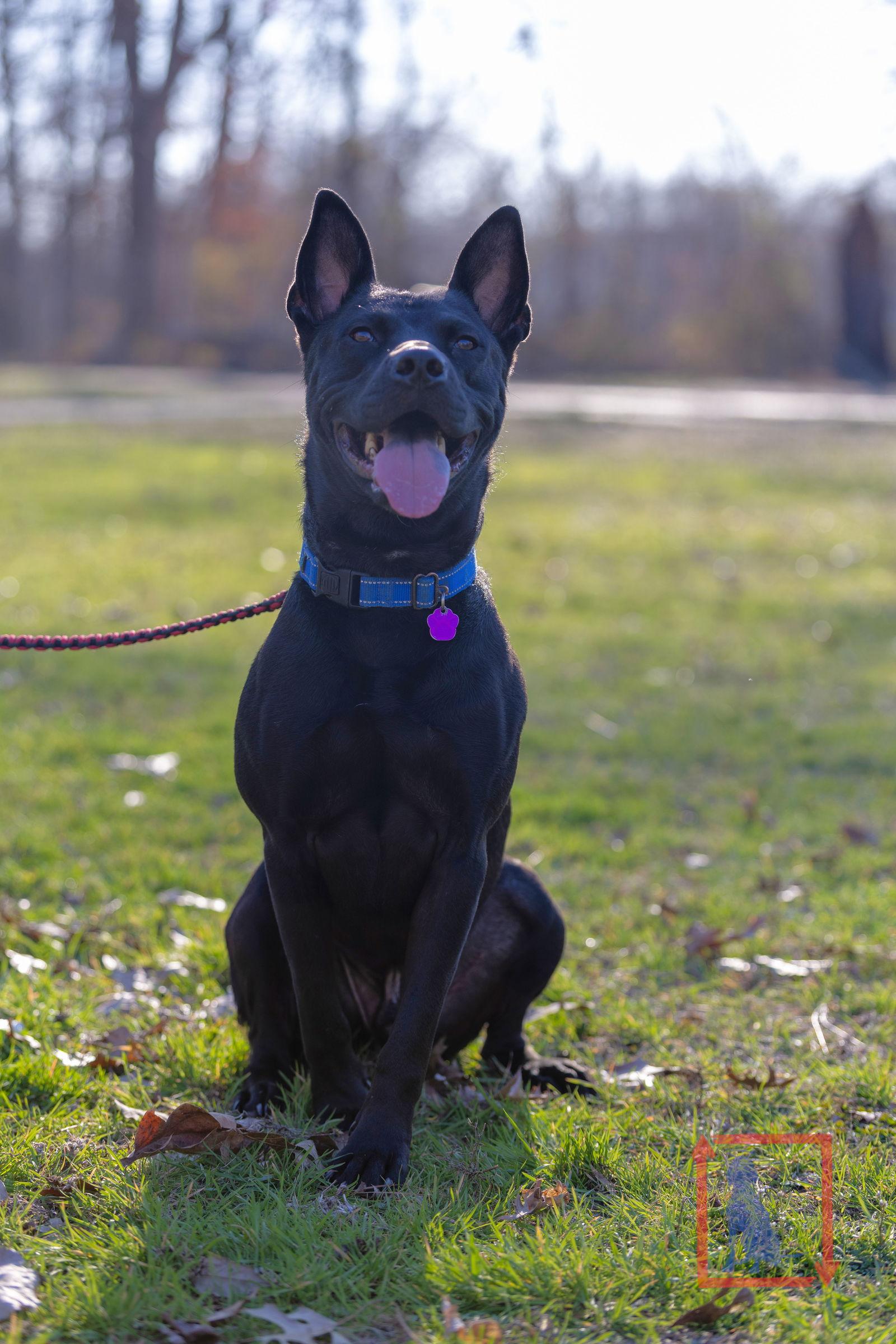 Enlarge Dante, a Adoptable mixed breed in Munford, TN image 3/3
