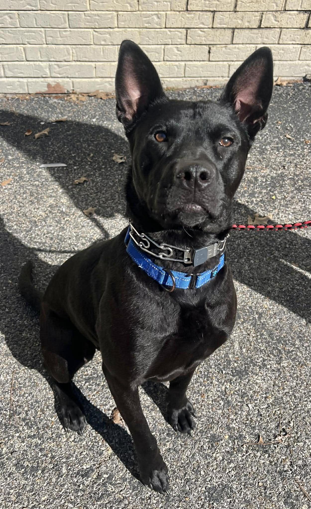 Dante, a Adoptable mixed breed in Munford, TN image 2/3