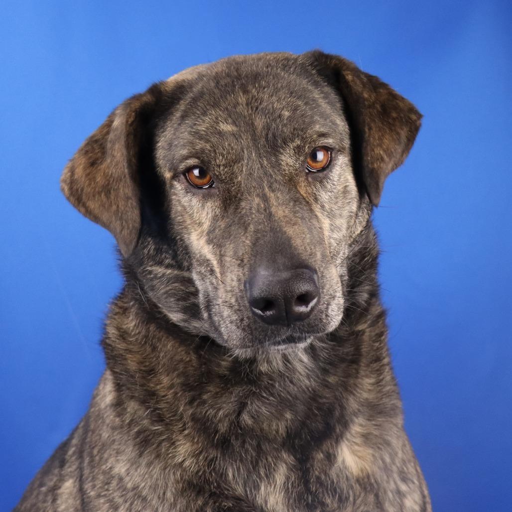 Sage in NH! Come Meet our Adoptable Dogs! More info in Bio!