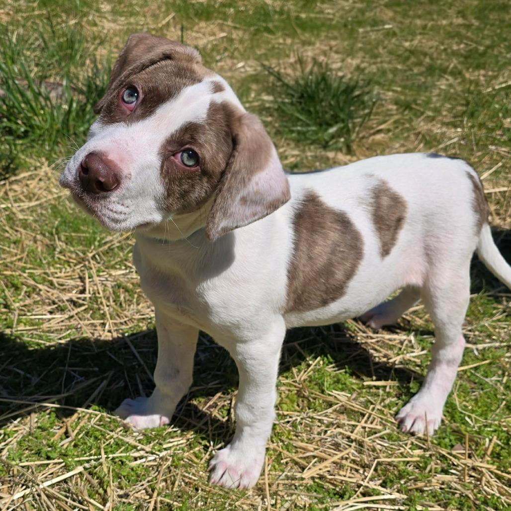Enlarge Pumba, a Adoptable mixed breed in Olathe, KS image 1/6