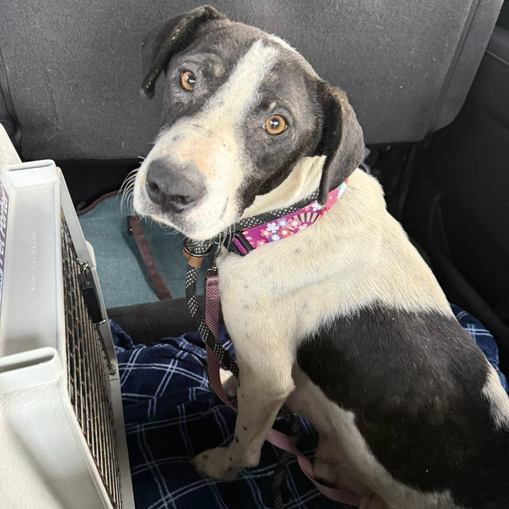 Enlarge Pumba, a Adoptable mixed breed in Olathe, KS image 3/6