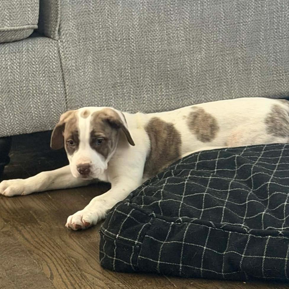 Enlarge Pumba, a Adoptable mixed breed in Olathe, KS image 4/6