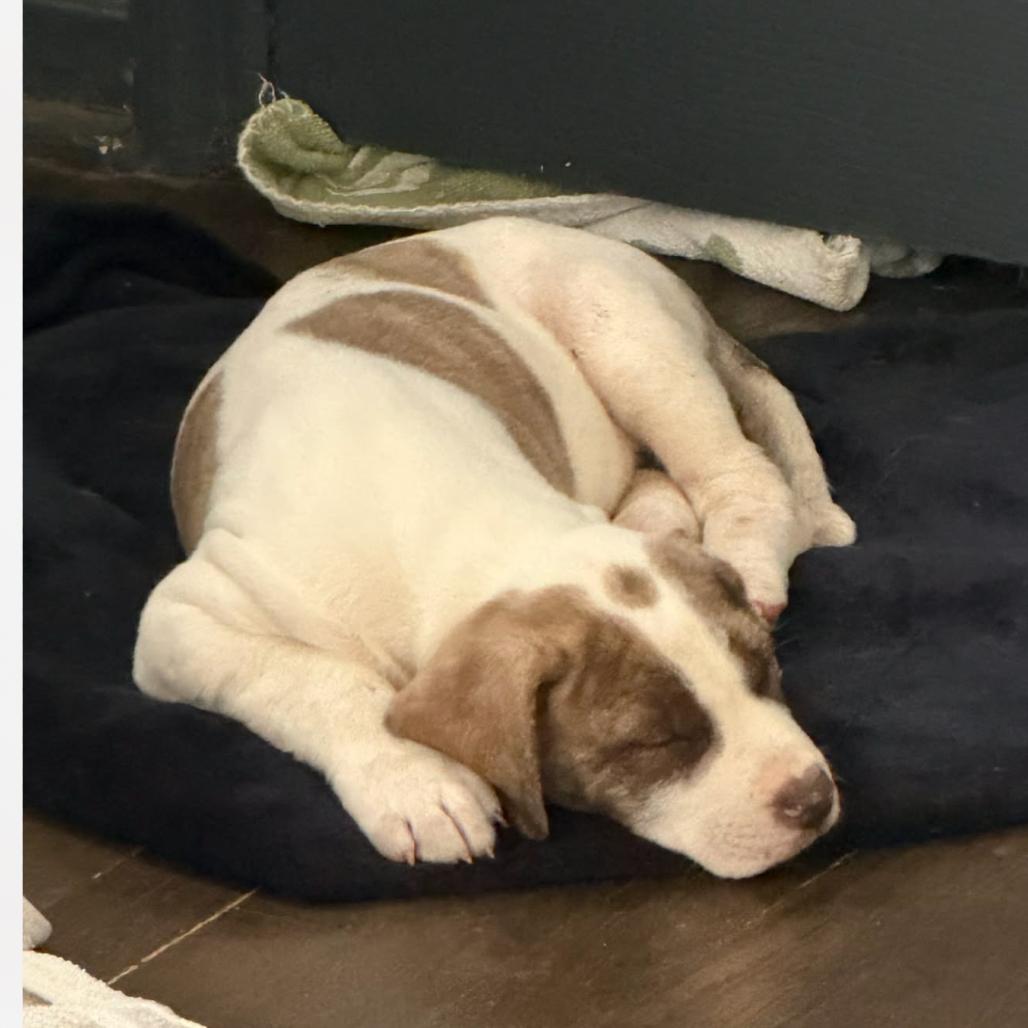 Enlarge Pumba, a Adoptable mixed breed in Olathe, KS image 6/6
