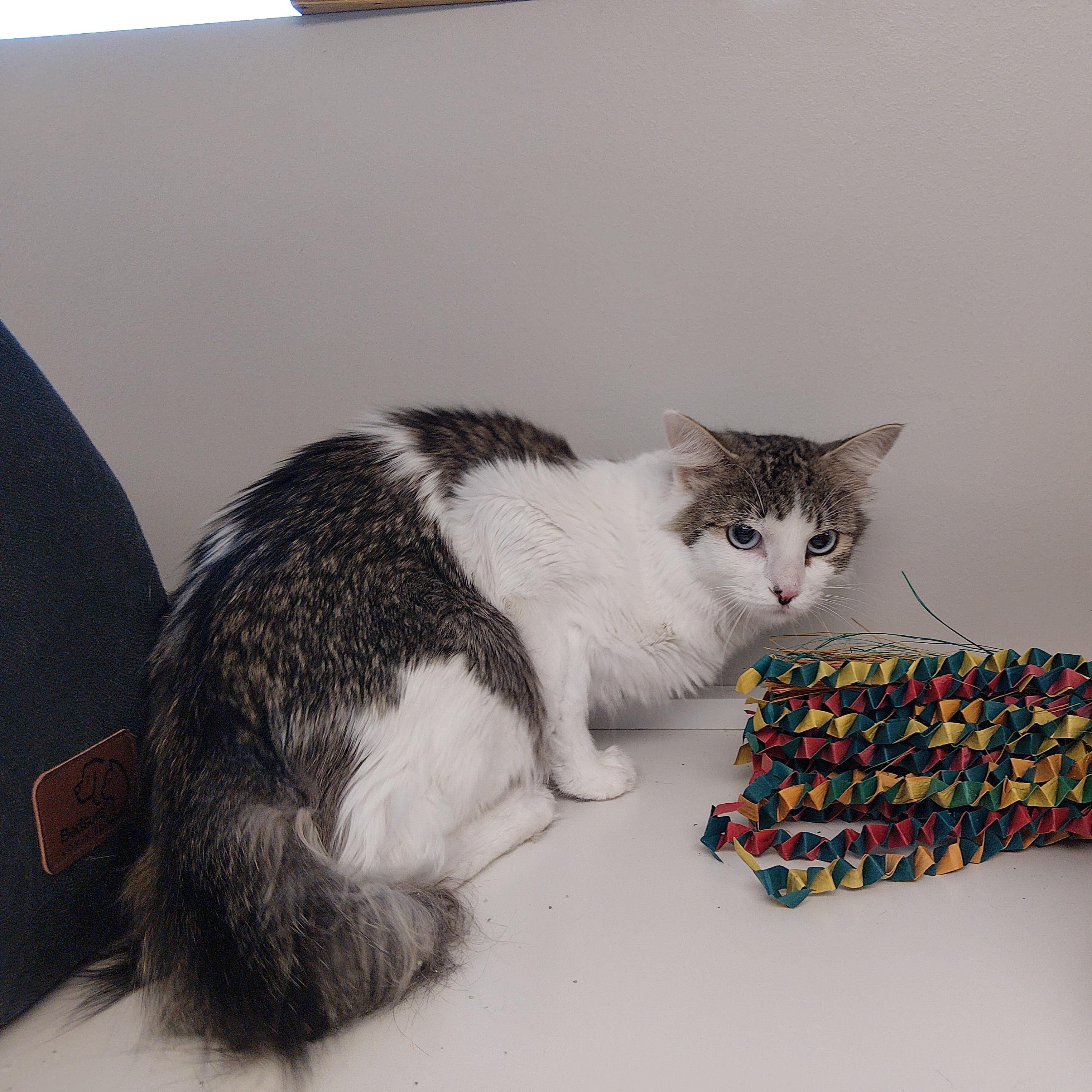 Silk, ADOPTABLE, Young Female Domestic Long Hair.