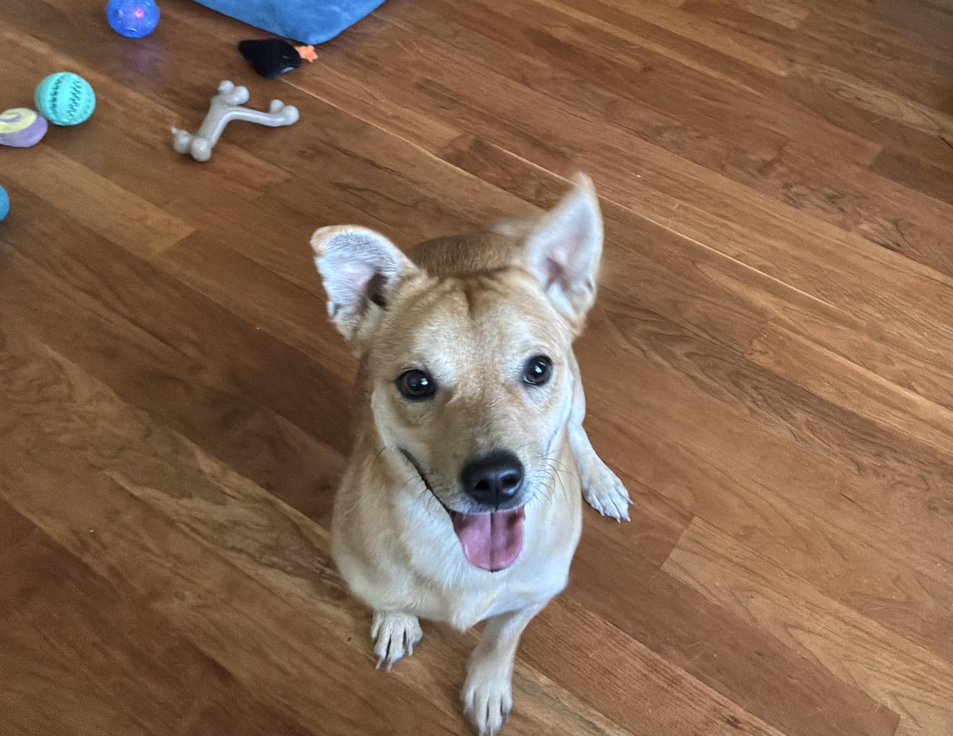 Fox, ADOPTABLE, Young Male Terrier.