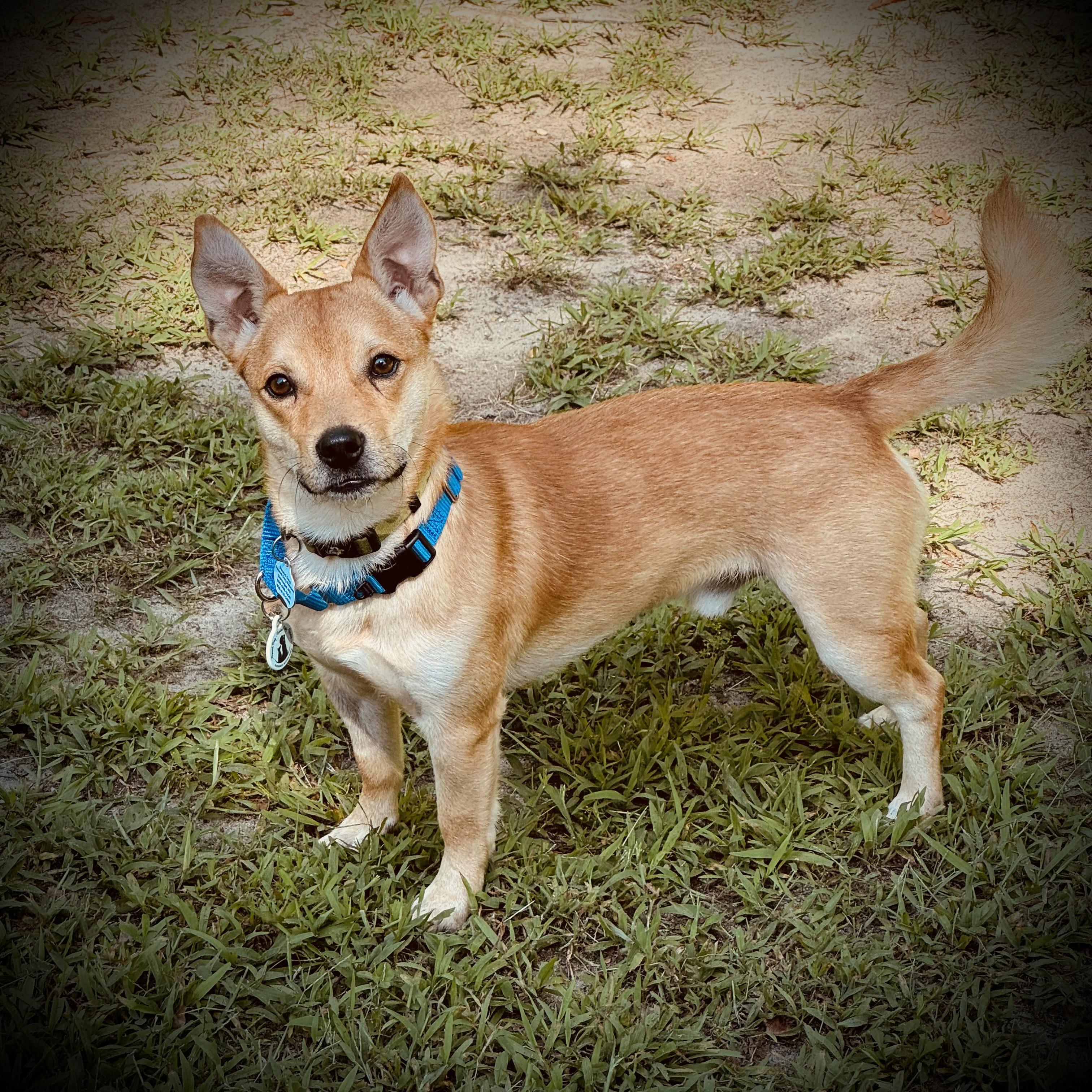 Enlarge Fox, a ADOPTABLE mixed breed in Barnegat, NJ image 6/6