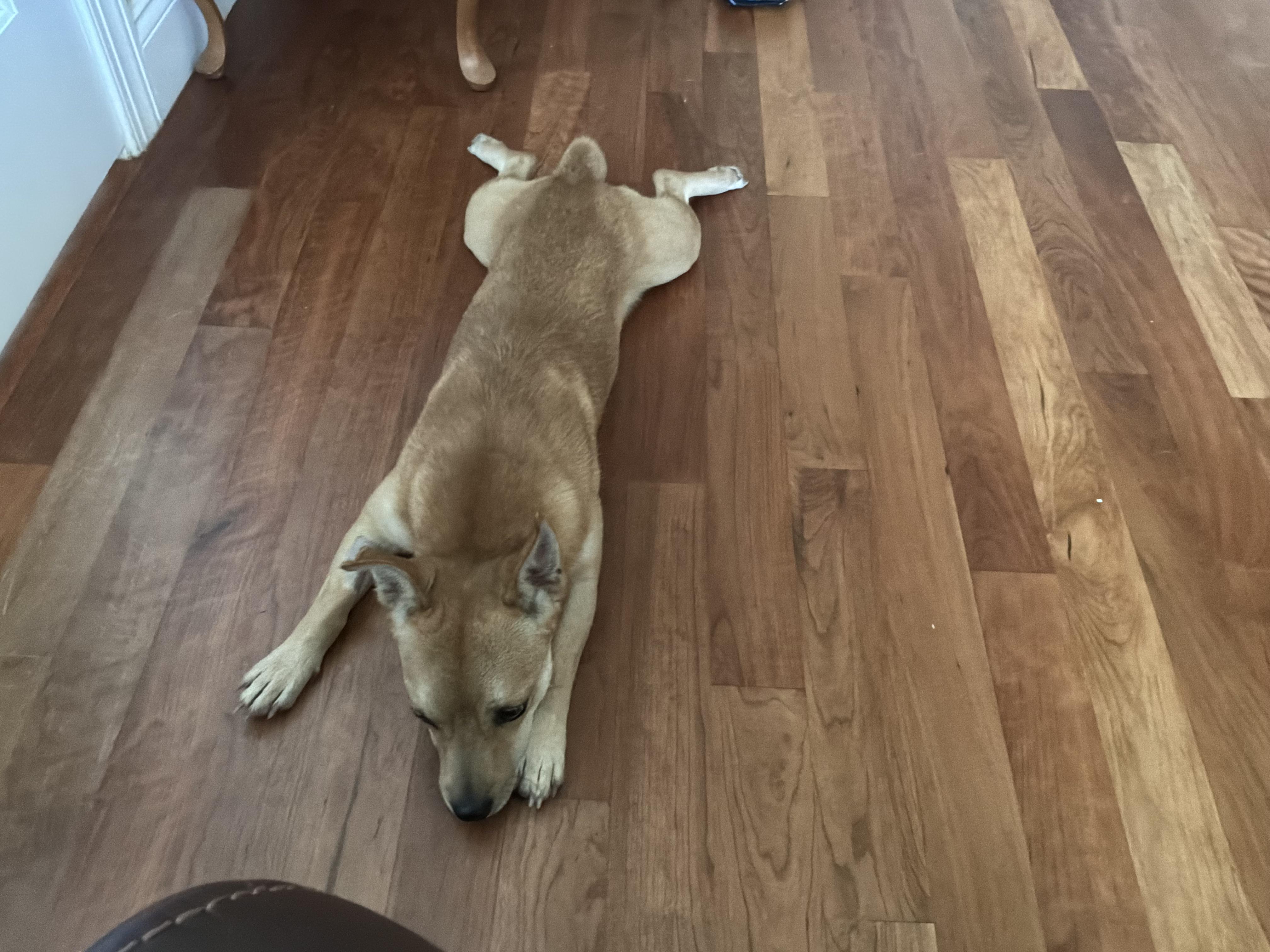 Fox, a ADOPTABLE mixed breed in Barnegat, NJ image 5/6