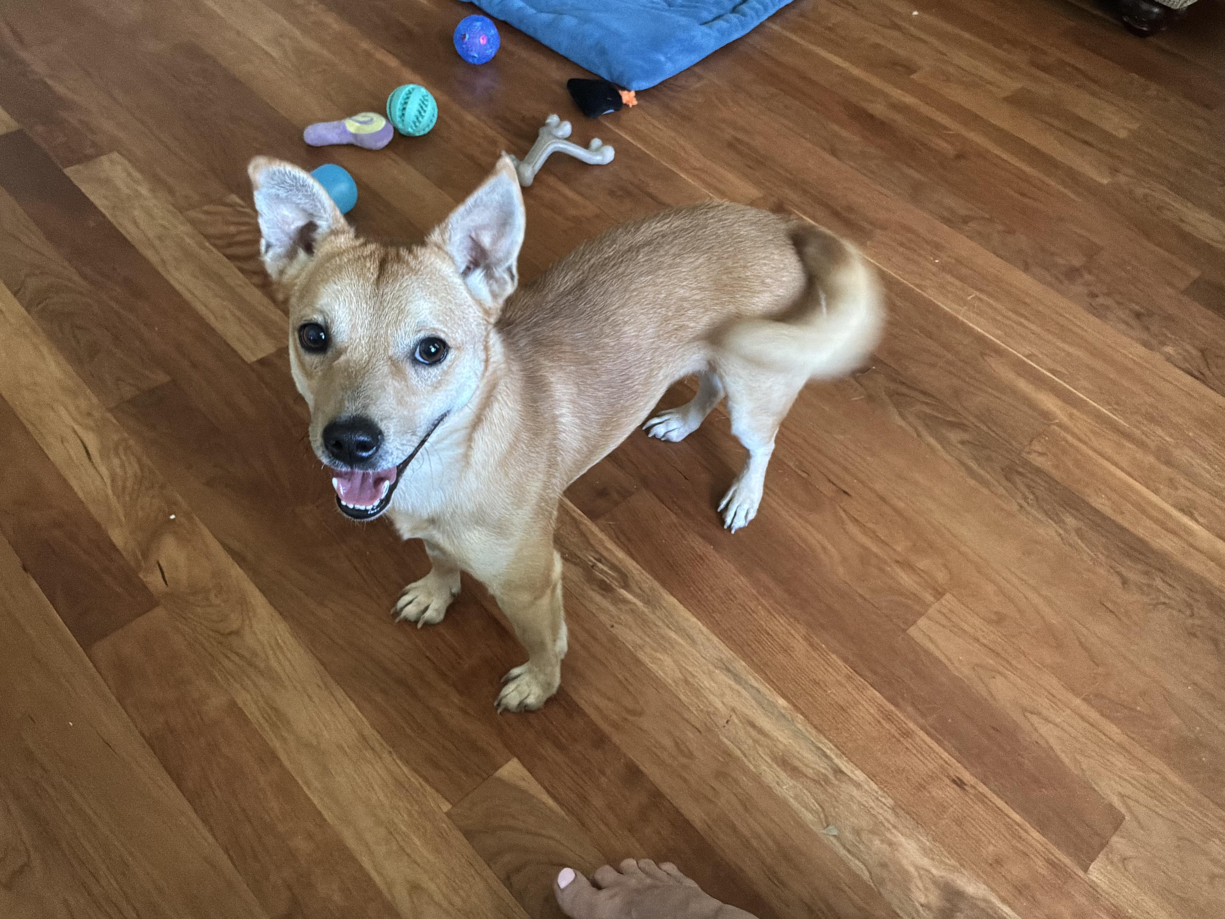 Fox, a ADOPTABLE mixed breed in Barnegat, NJ image 2/6