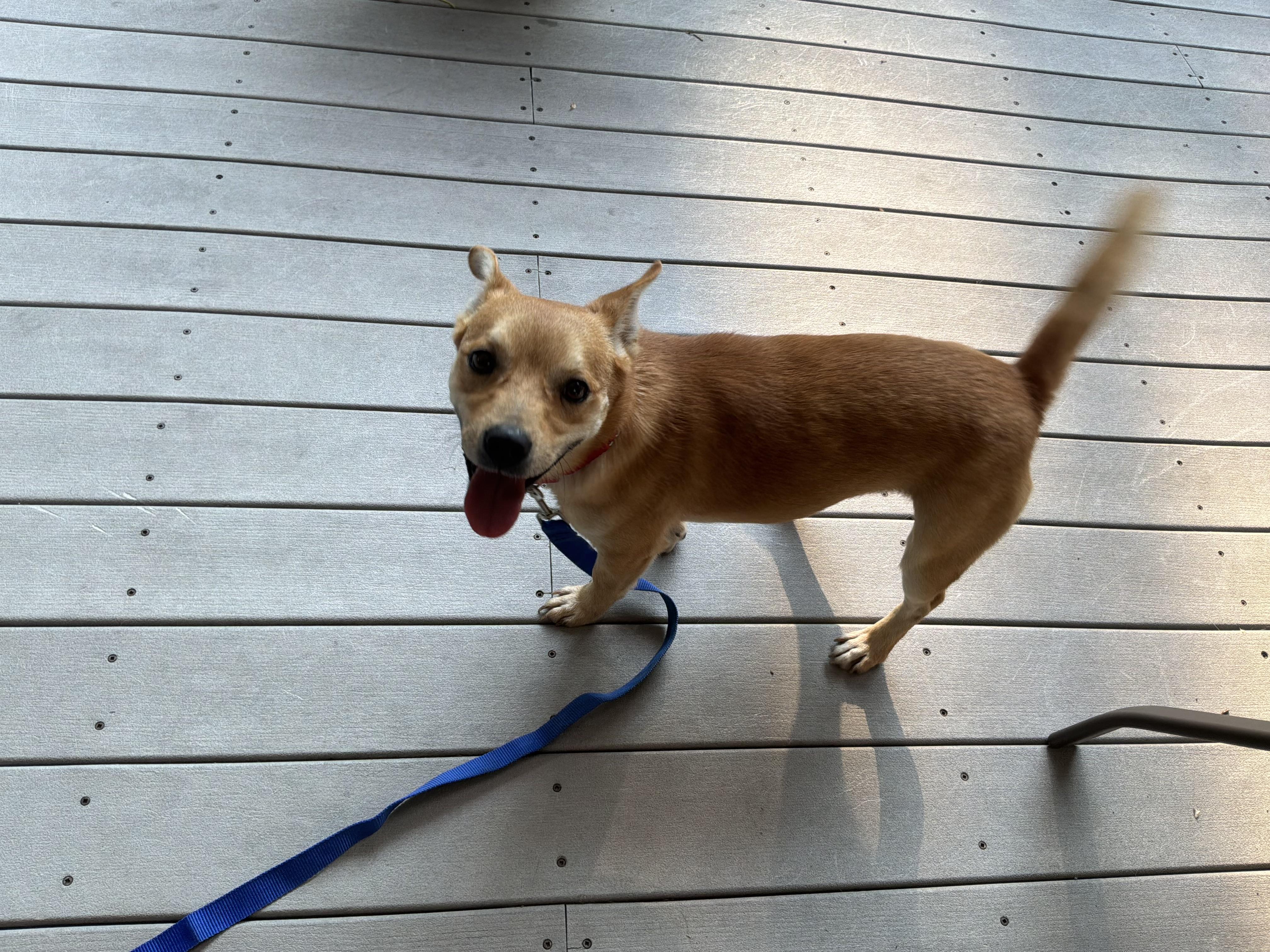 Fox, a ADOPTABLE mixed breed in Barnegat, NJ image 4/6