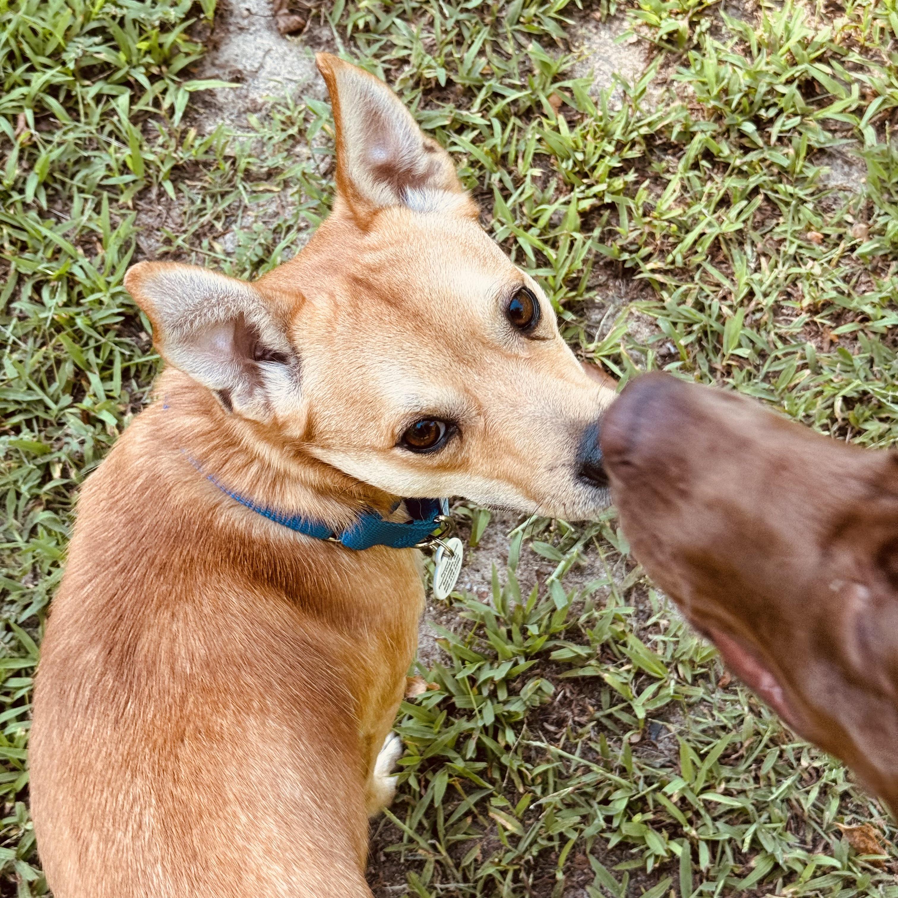 Enlarge Fox, a ADOPTABLE mixed breed in Barnegat, NJ image 5/6