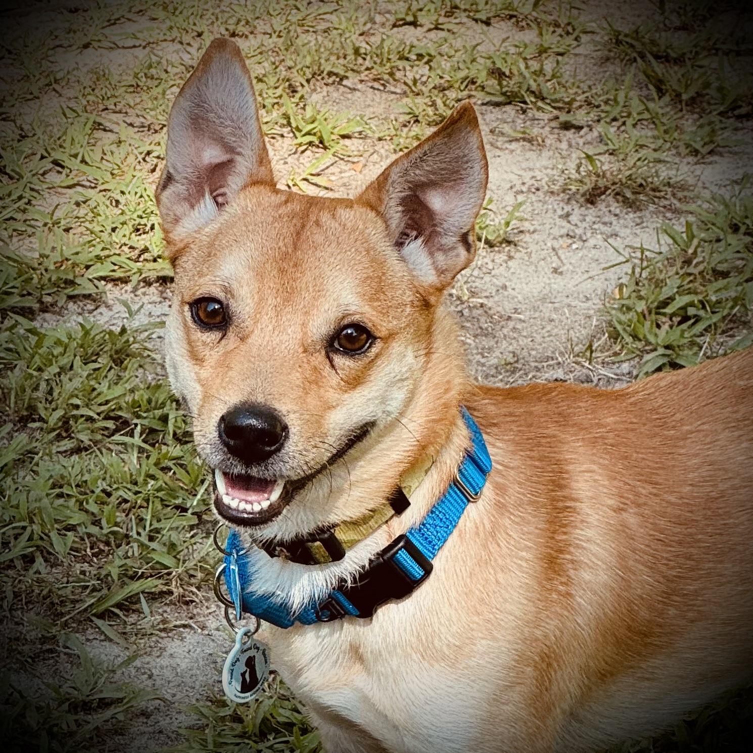 Fox, ADOPTABLE, Adult Male Terrier & Corgi.