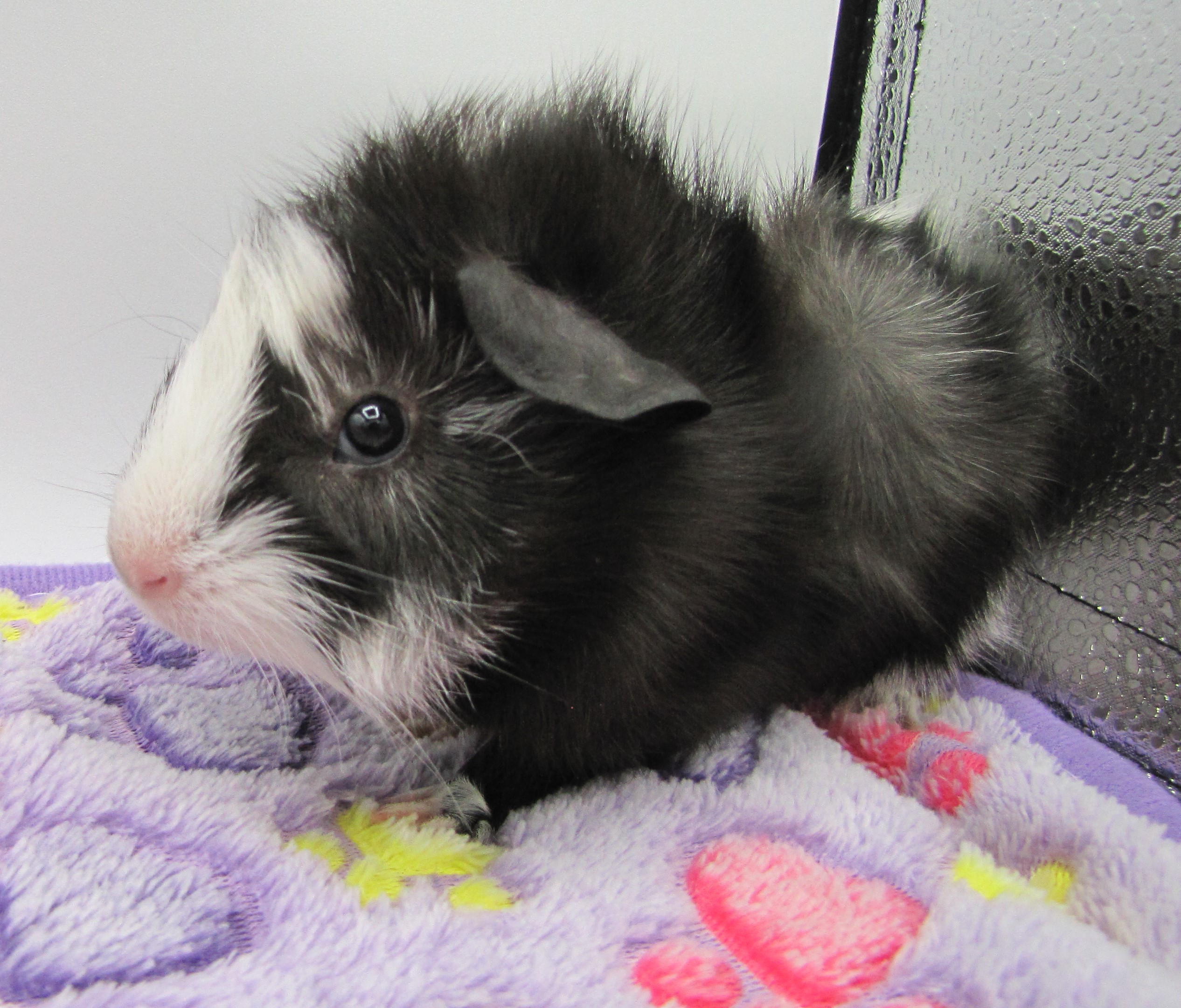 Enlarge Beacon and Rory, a Adopted Abyssinian in Warren, MI image 1/3