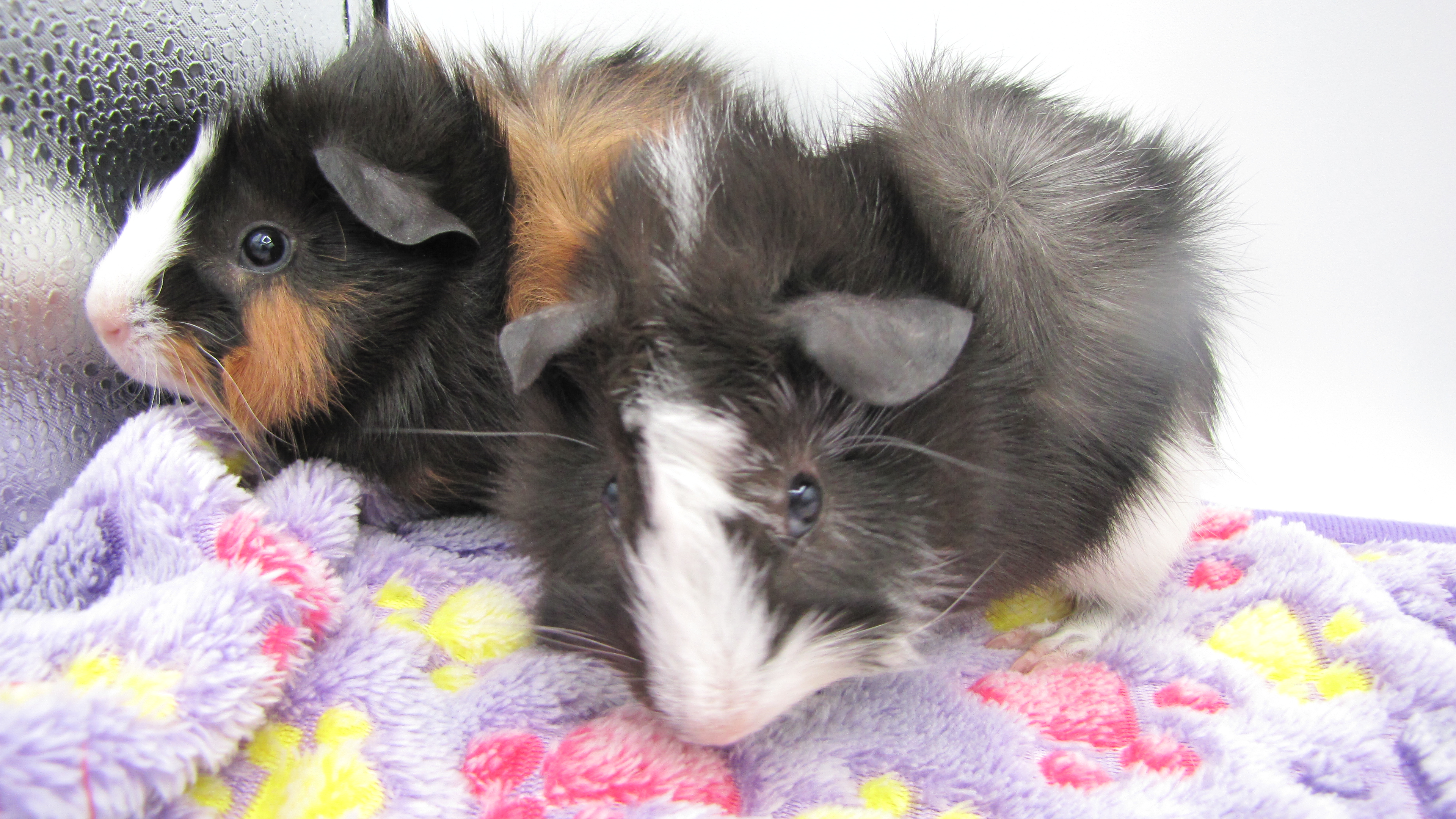 Enlarge Beacon and Rory, a Adopted Abyssinian in Warren, MI image 3/3