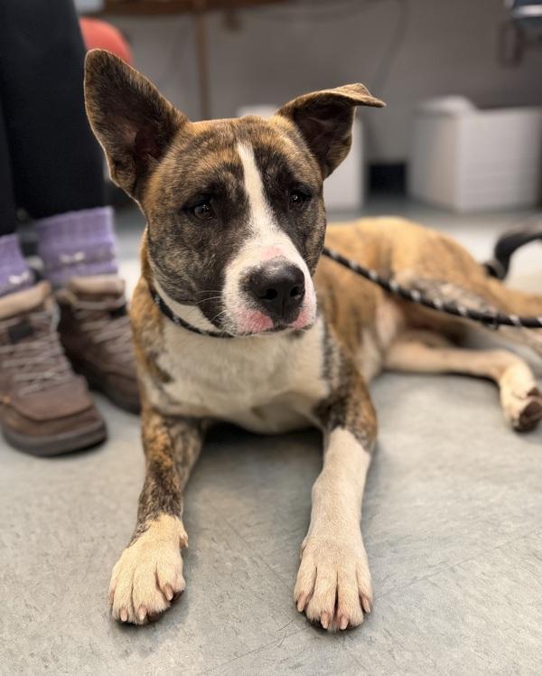 Creepy Crawly, Adoptable, Young Female Shepherd & Pit Bull Terrier.