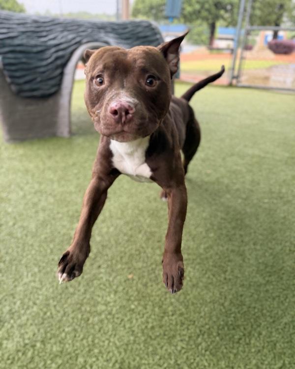 Gear, Adoptable, Adult Male Pit Bull Terrier.