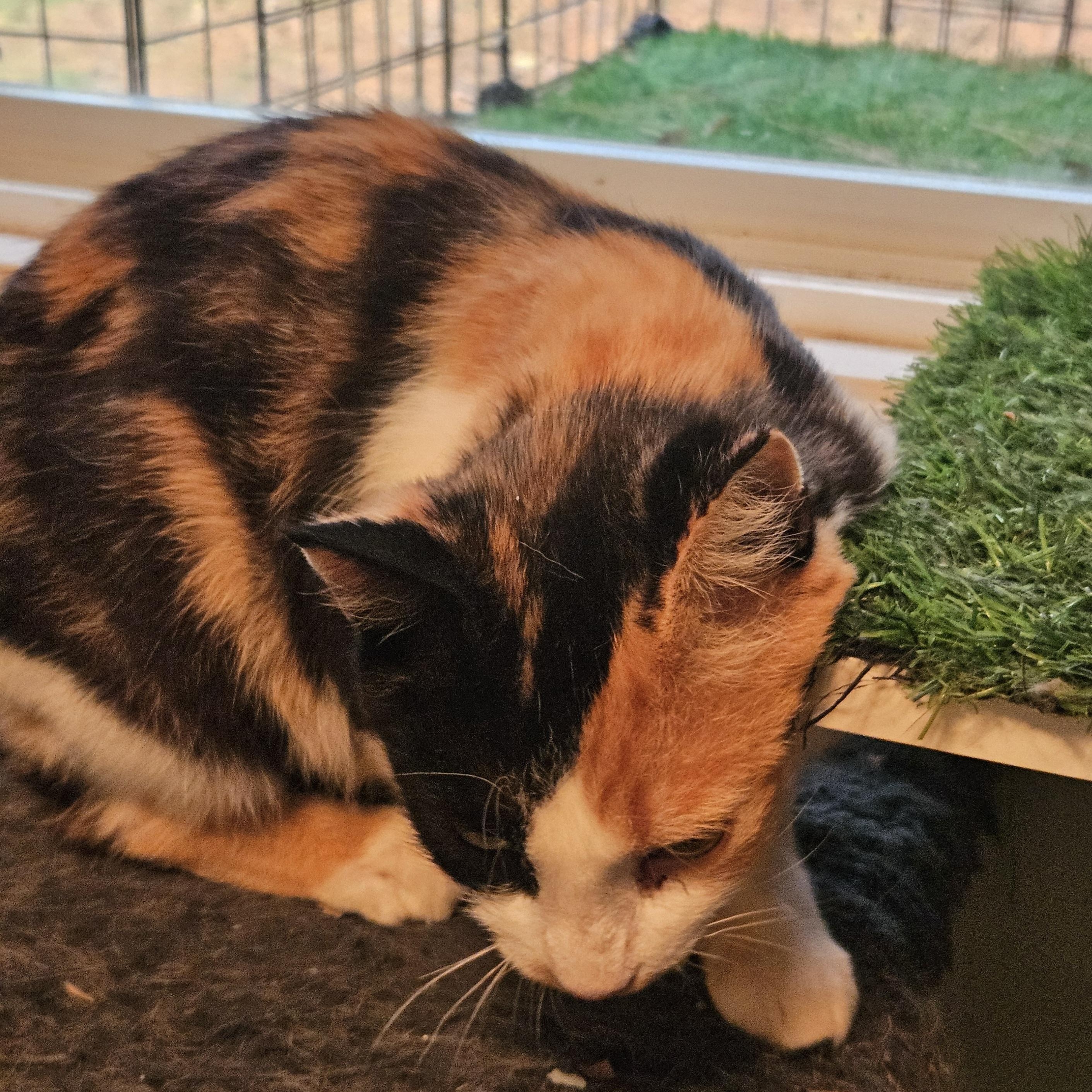 Enlarge Splash, a Adoptable Domestic Short Hair in Wakefield, QC image 3/5