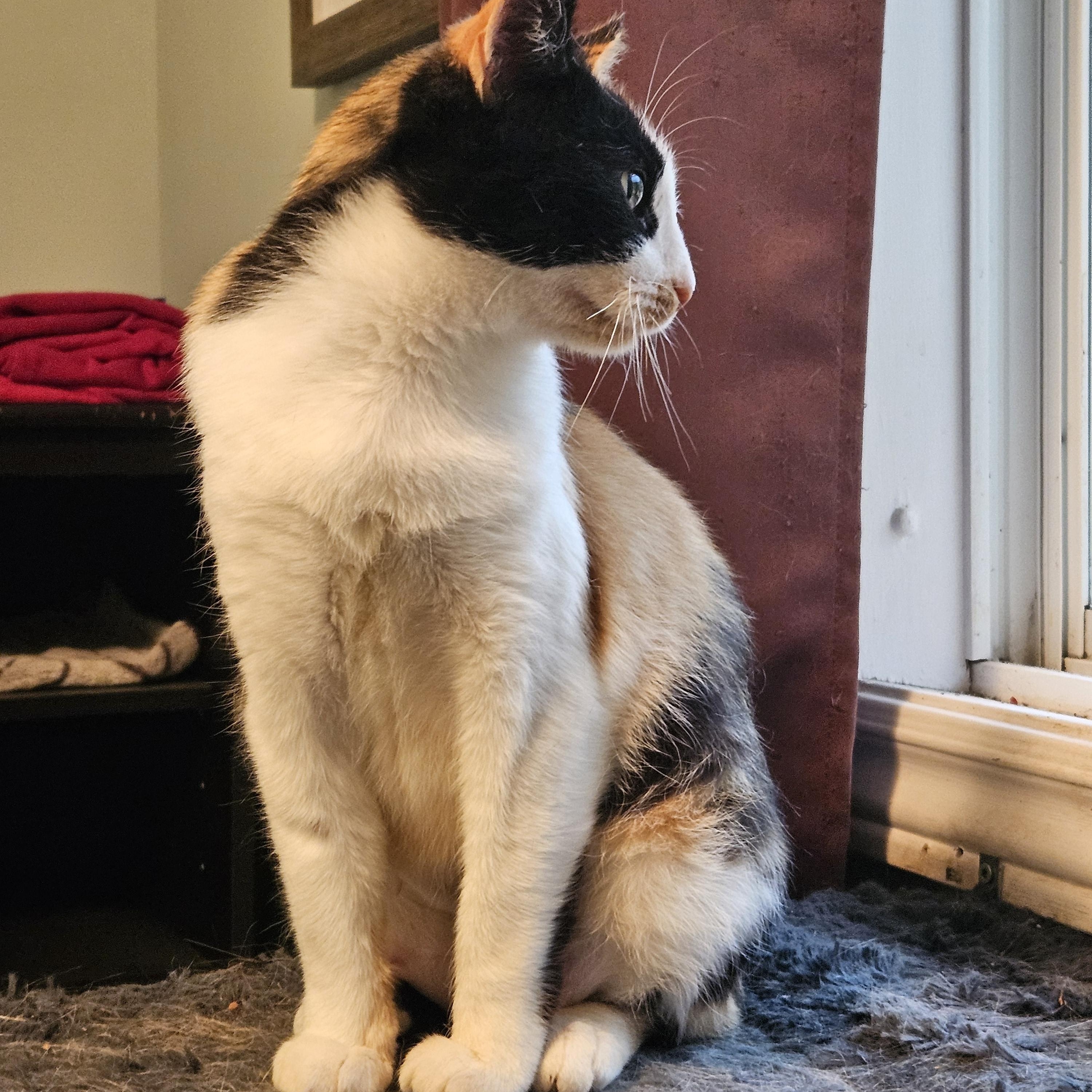 Enlarge Splash, a Adoptable Domestic Short Hair in Wakefield, QC image 4/5