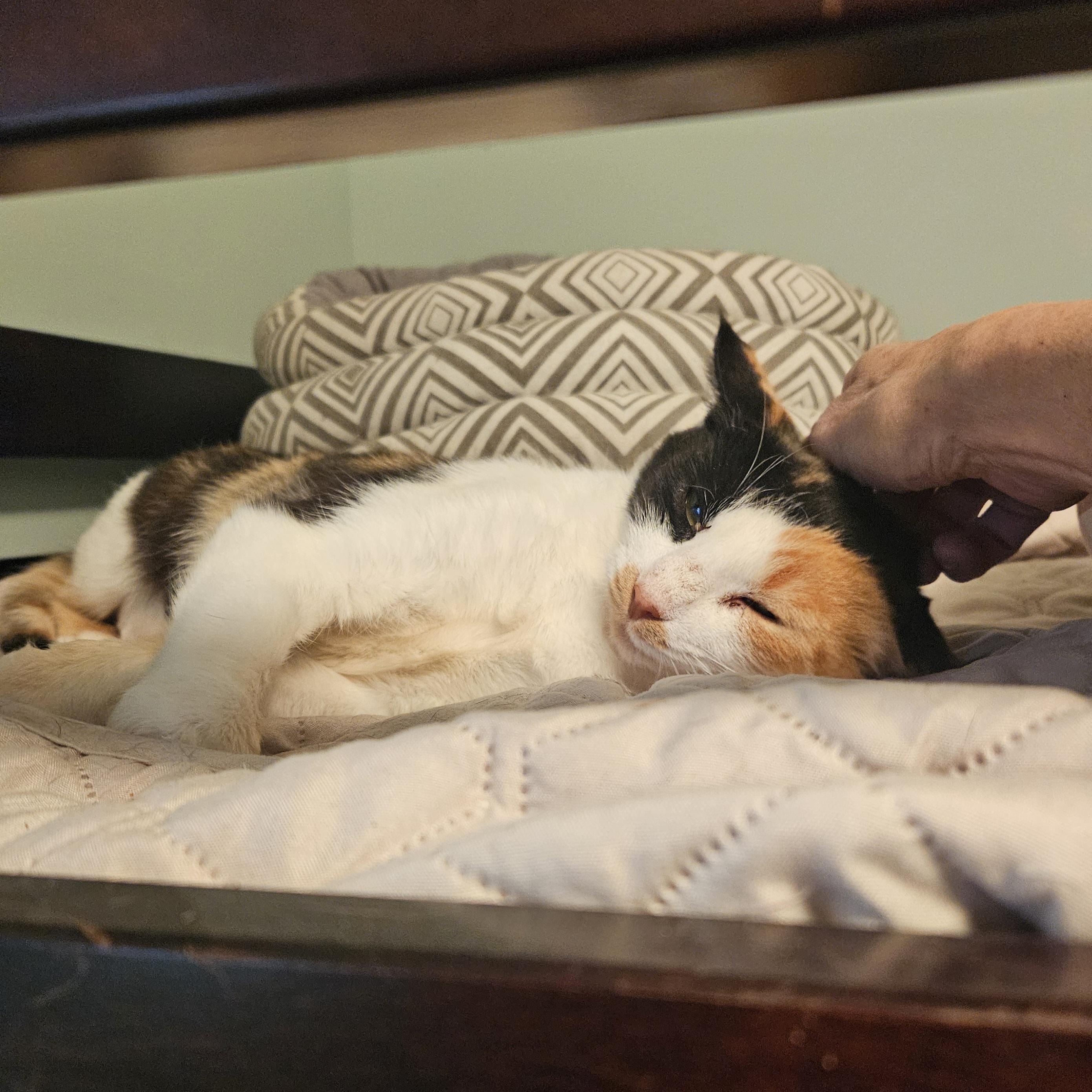Enlarge Splash, a Adoptable Domestic Short Hair in Wakefield, QC image 5/5
