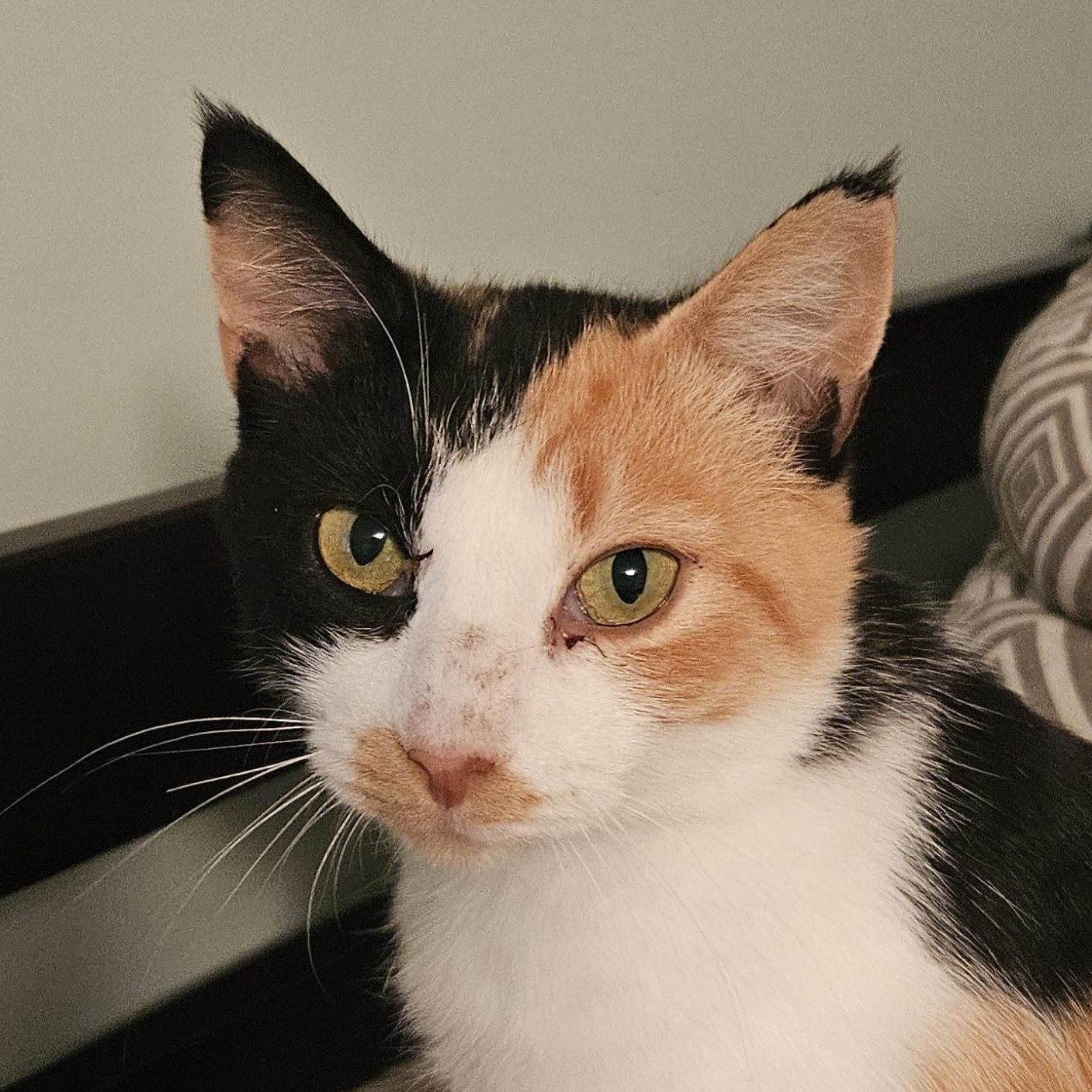 Enlarge Splash, a Adoptable Domestic Short Hair in Wakefield, QC image 1/5