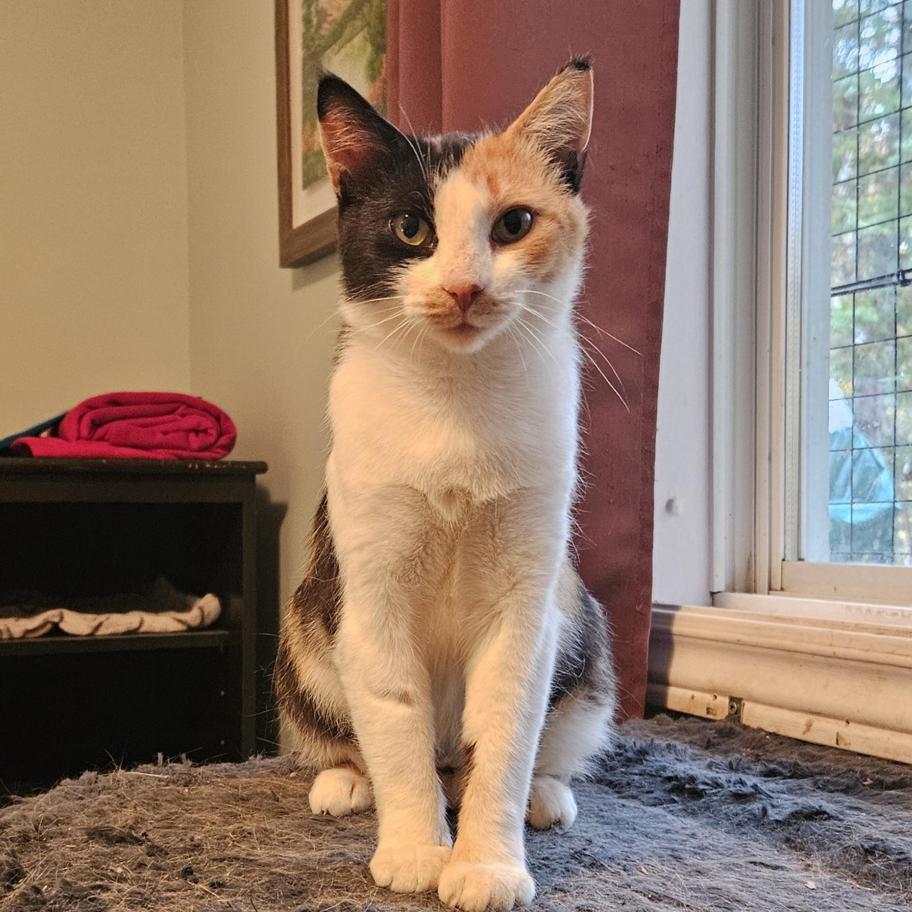 Enlarge Splash, a Adoptable Domestic Short Hair in Wakefield, QC image 2/5
