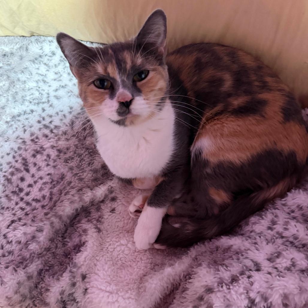 Enlarge PIPER CHAPMAN, a ADOPTABLE Domestic Short Hair in Joshua Tree, CA image 1/1