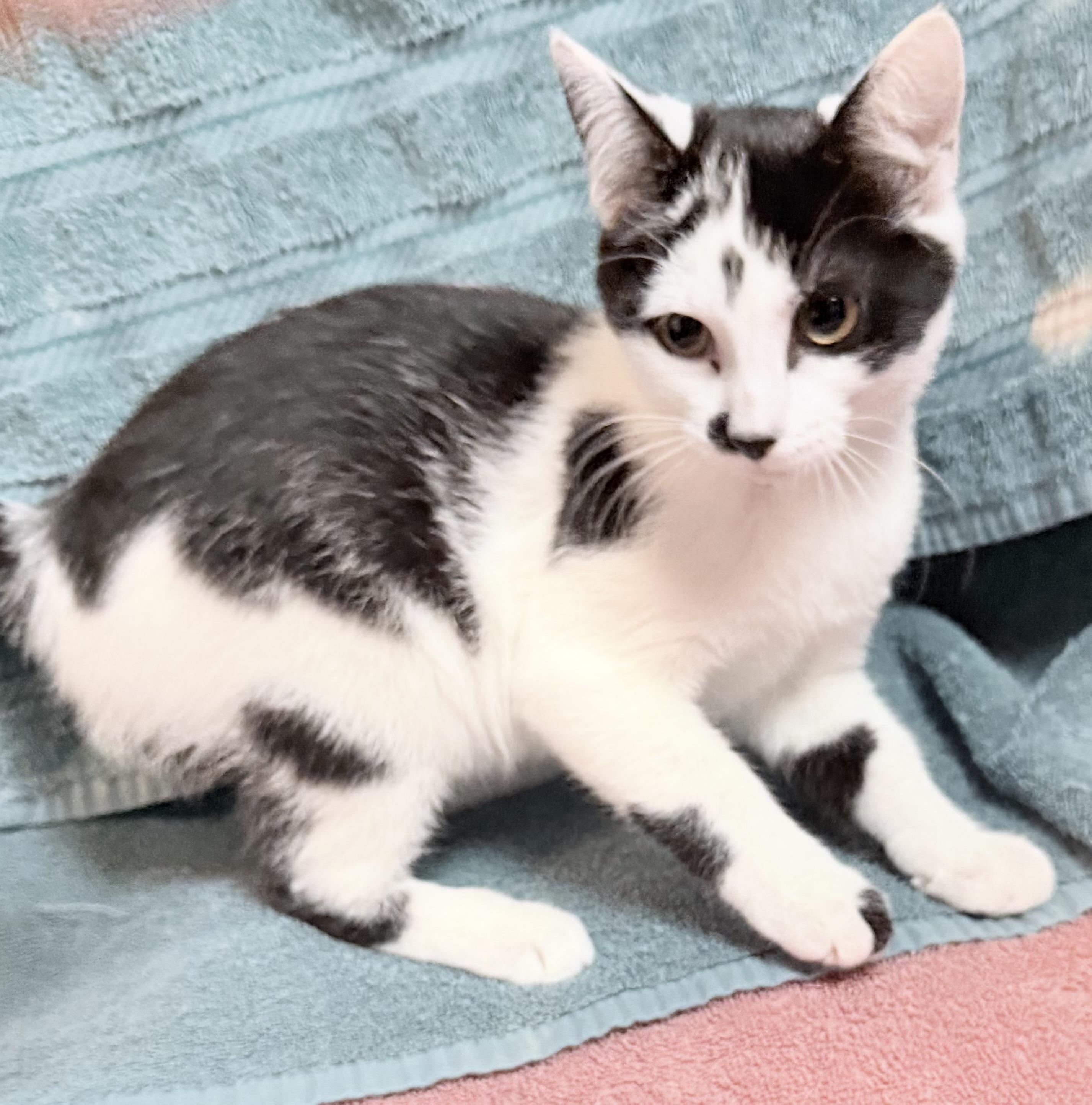 Tim, Adoptable, Kitten Female Domestic Short Hair.