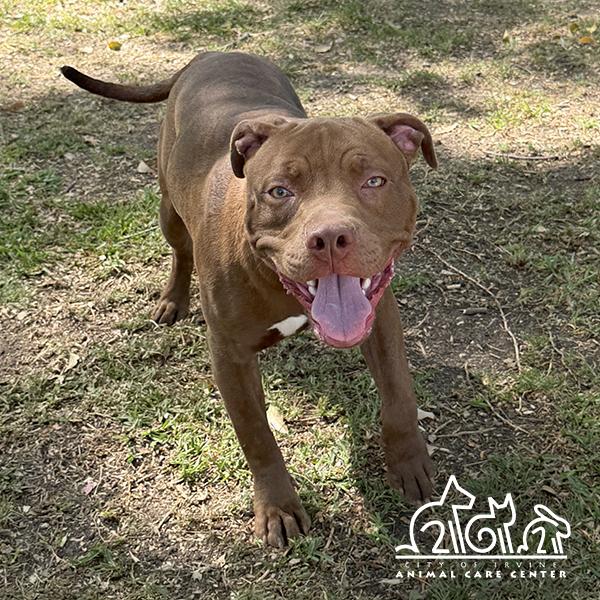 Enlarge FRITO, a Adoptable Pit Bull Terrier in Irvine, CA image 1/1