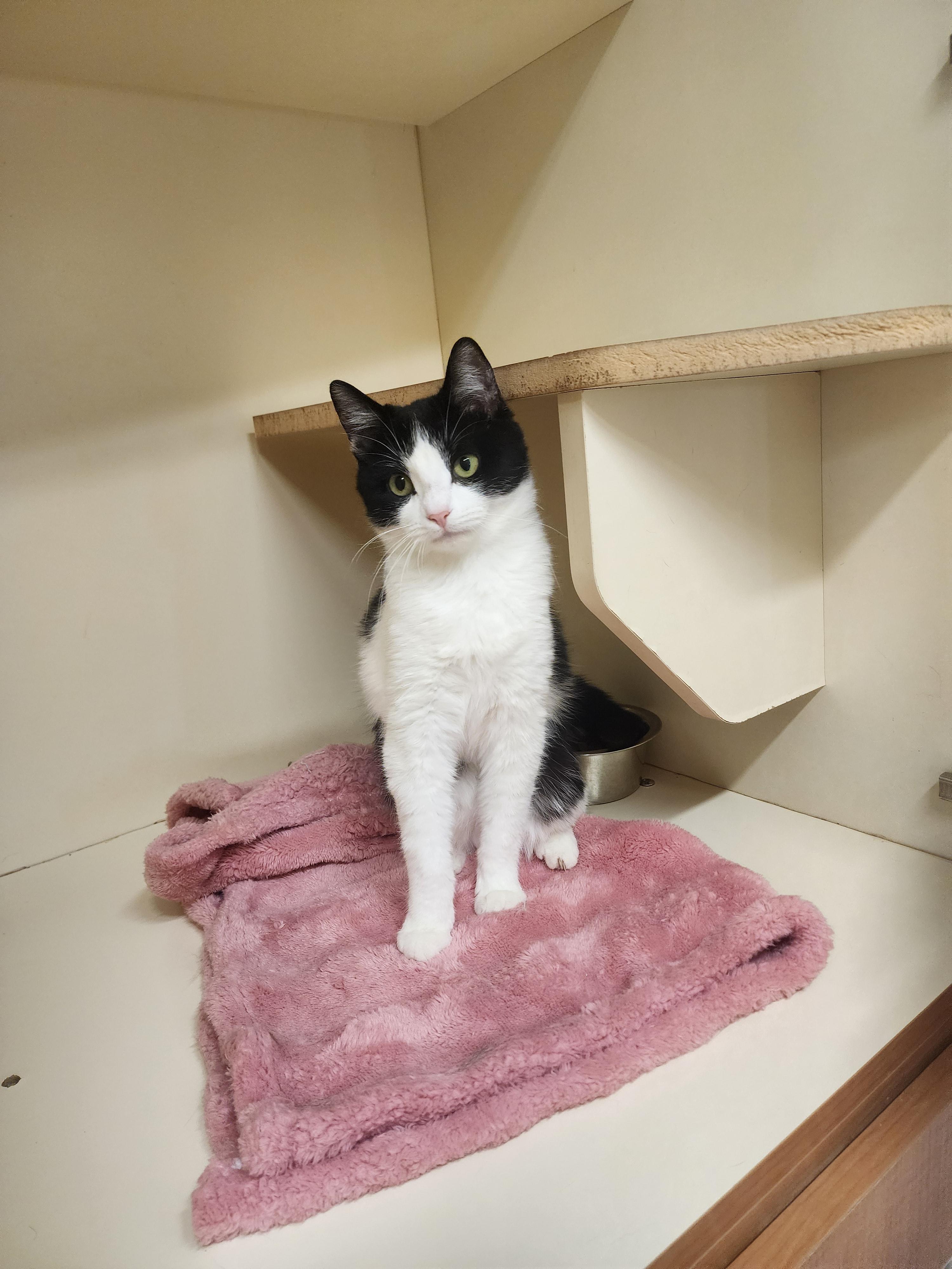 Enlarge 25-410, a ADOPTABLE Domestic Short Hair in Ridgecrest, CA image 1/1