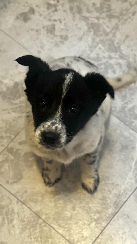 Cupid, Adoptable, Puppy Male Shetland Sheepdog / Sheltie & Australian Cattle Dog / Blue Heeler.