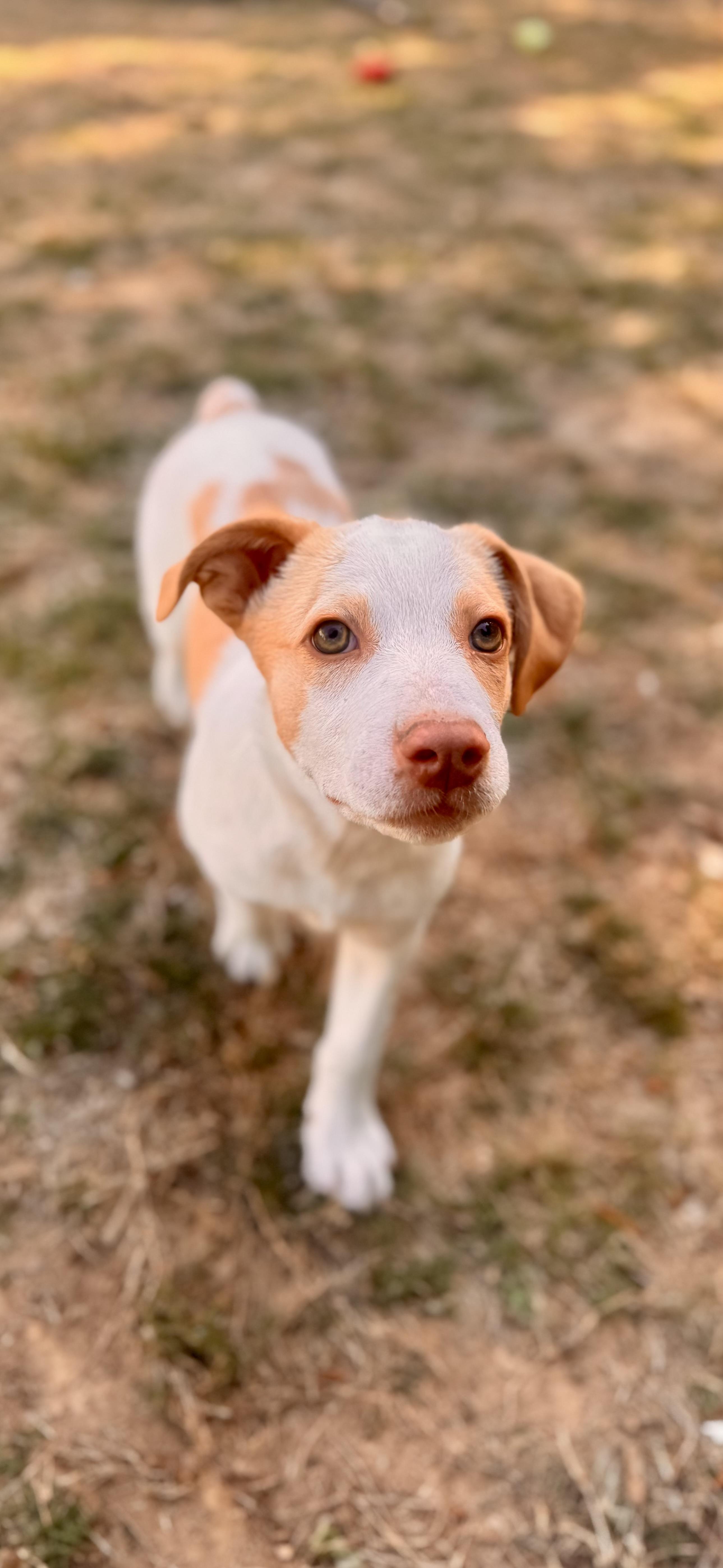 Enlarge Sunny, a Adoptable mixed breed in Warwick, RI image 4/6