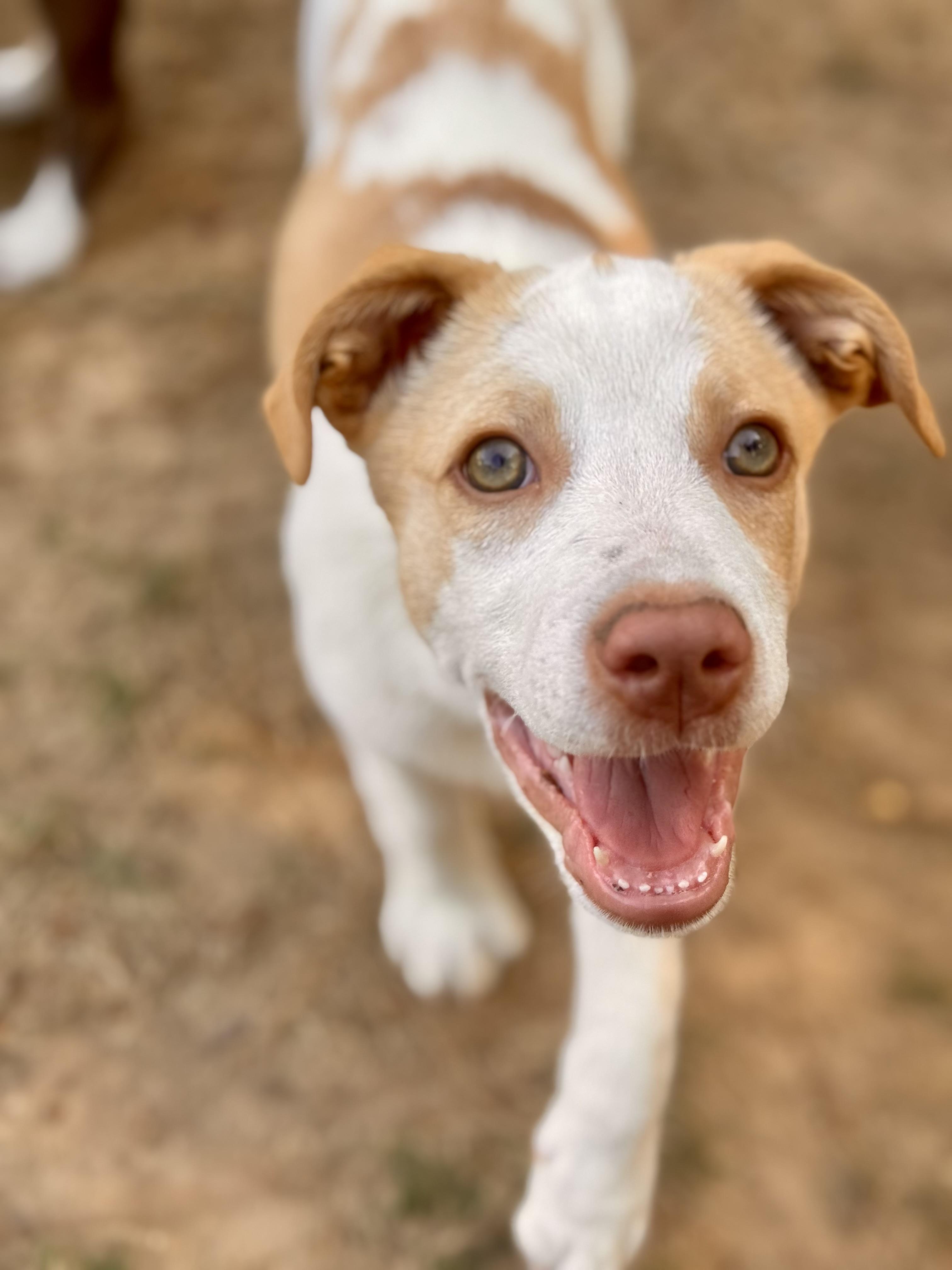 Enlarge Sunny, a Adoptable mixed breed in Warwick, RI image 3/6