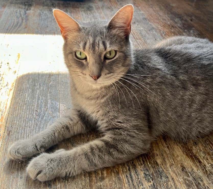 Enlarge Bellevue, a Adoptable Domestic Short Hair in Shreveport, LA image 1/1