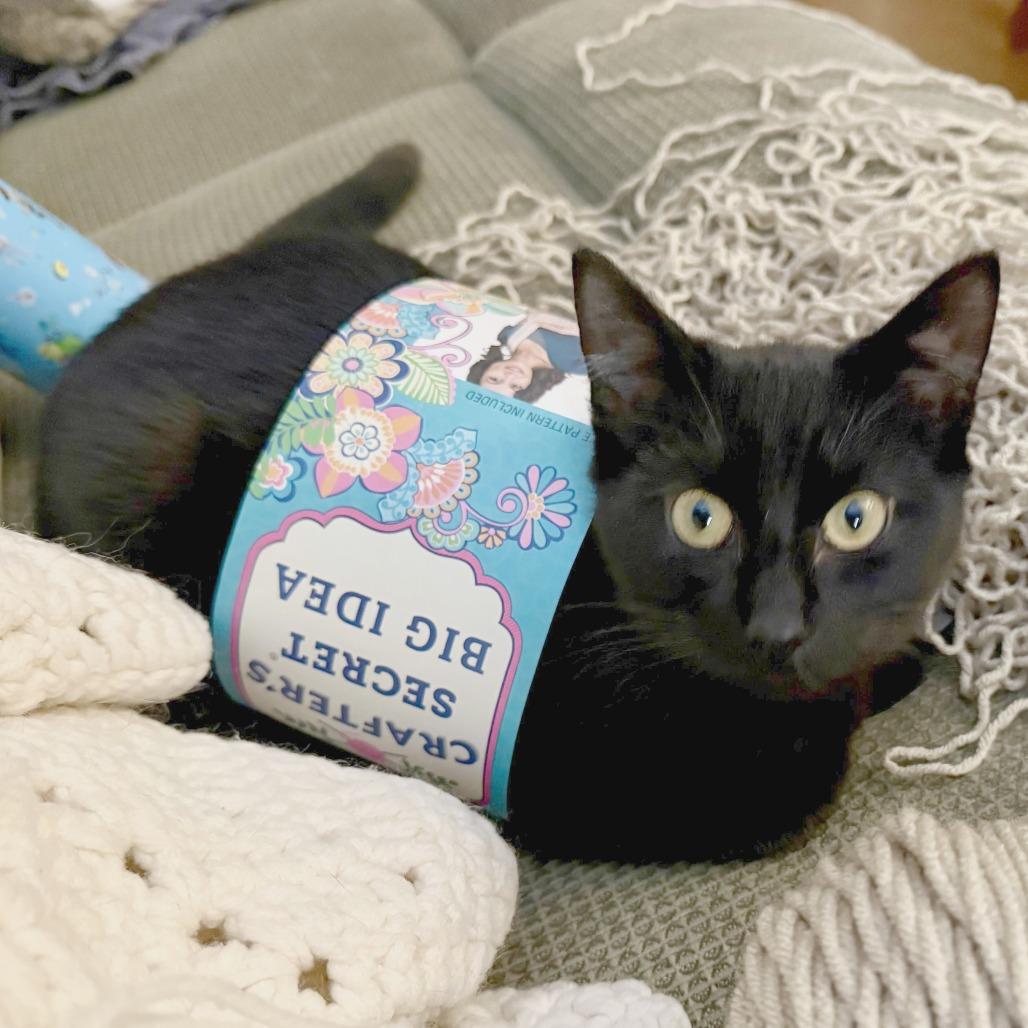 Enlarge Minnow, a Adoptable Domestic Short Hair in Medina, OH image 1/6