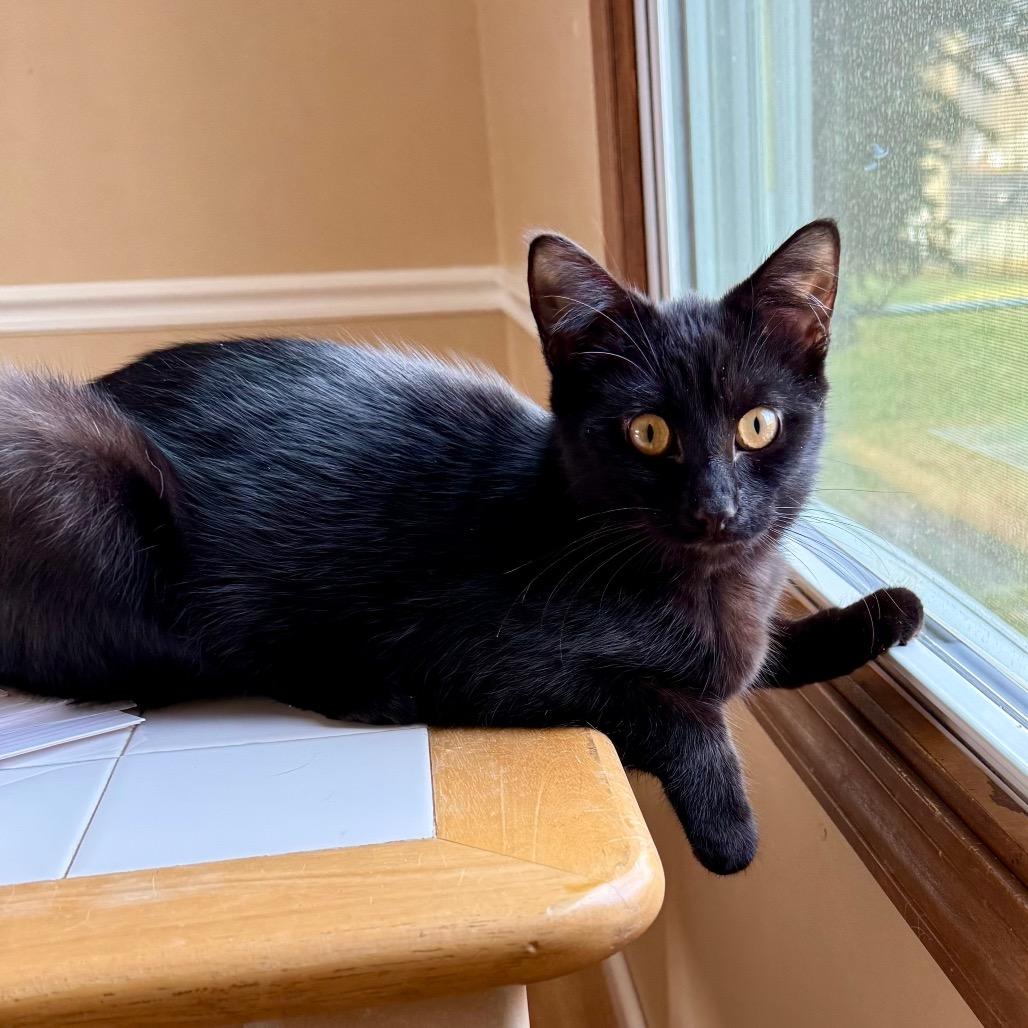 Enlarge Minnow, a Adoptable Domestic Short Hair in Medina, OH image 3/6